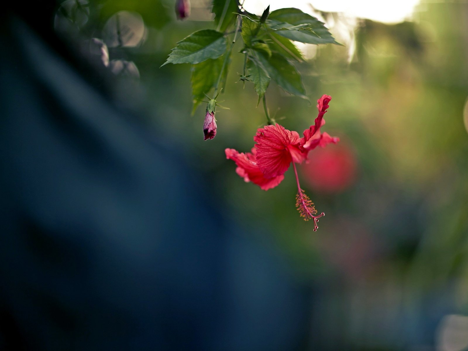 Обои природа, цветок, лепестки, красный, боке, гибискус, nature, flower, petals, red, bokeh, hibiscus разрешение 2560x1707 Загрузить