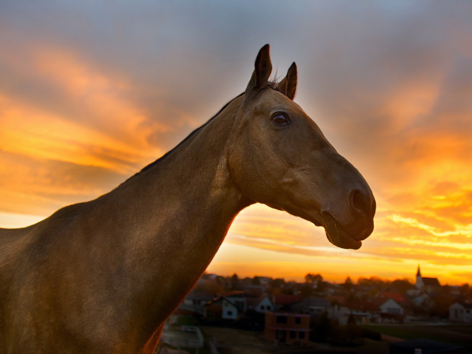 Обои природа, закат, конь, nature, sunset, horse разрешение 1920x1200 Загрузить