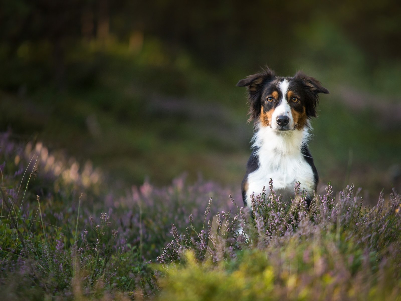 Обои собака, вереск, австралийская овчарка, аусси, dog, heather, australian shepherd, aussie разрешение 3068x1920 Загрузить