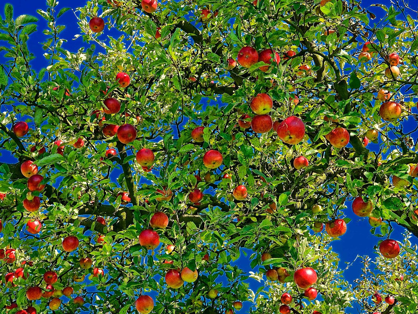 Обои природа, листья, ветви, яблоки, плоды, яблоня, nature, leaves, branch, apples, fruit, apple разрешение 2000x1333 Загрузить