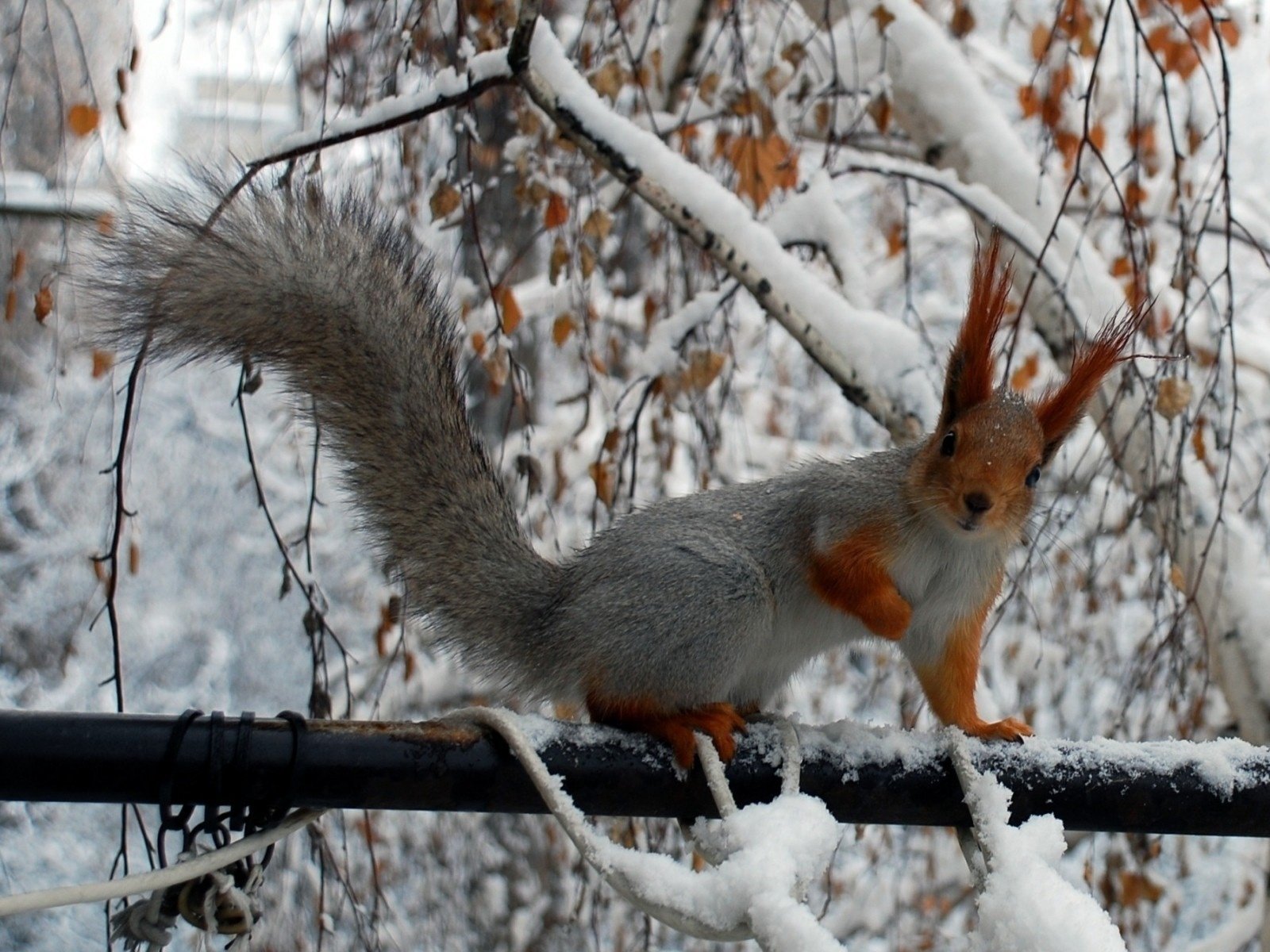 Обои снег, зима, животные, белки, ветками, squirrels, филиалы, животно е, snow, winter, animals, proteins, branches разрешение 1920x1200 Загрузить