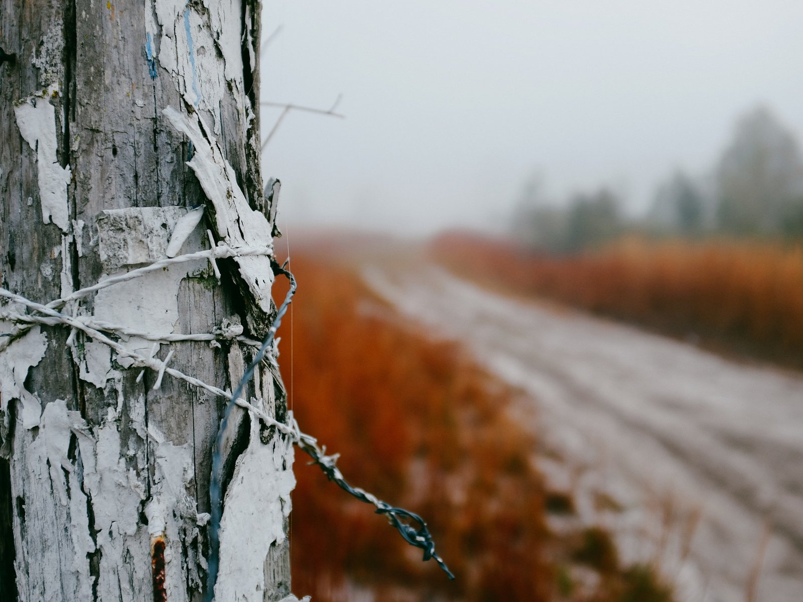 Обои дорога, природа, туман, проволока, забор, колючая проволока, столб, road, nature, fog, wire, the fence, barbed wire, post разрешение 2048x1365 Загрузить