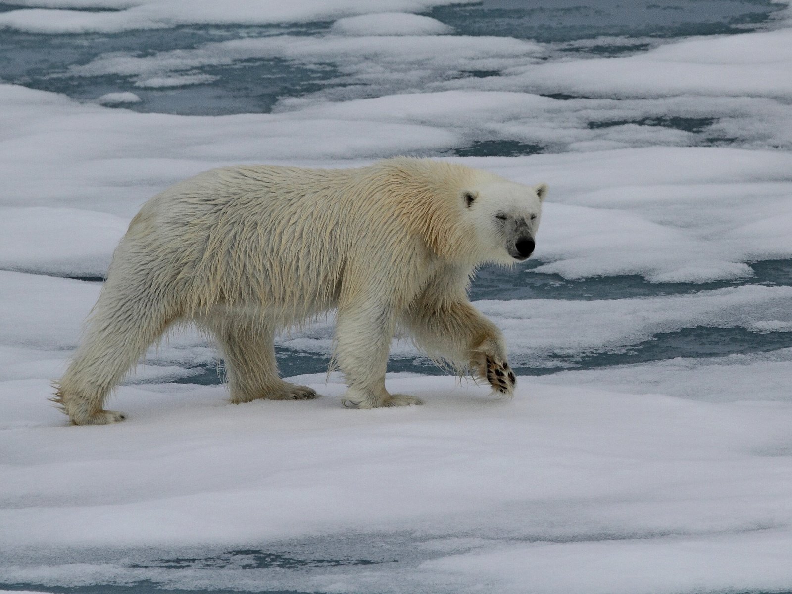 Обои животные, полярный медведь, медведь, белый медведь, animals, polar bear, bear разрешение 2880x2369 Загрузить