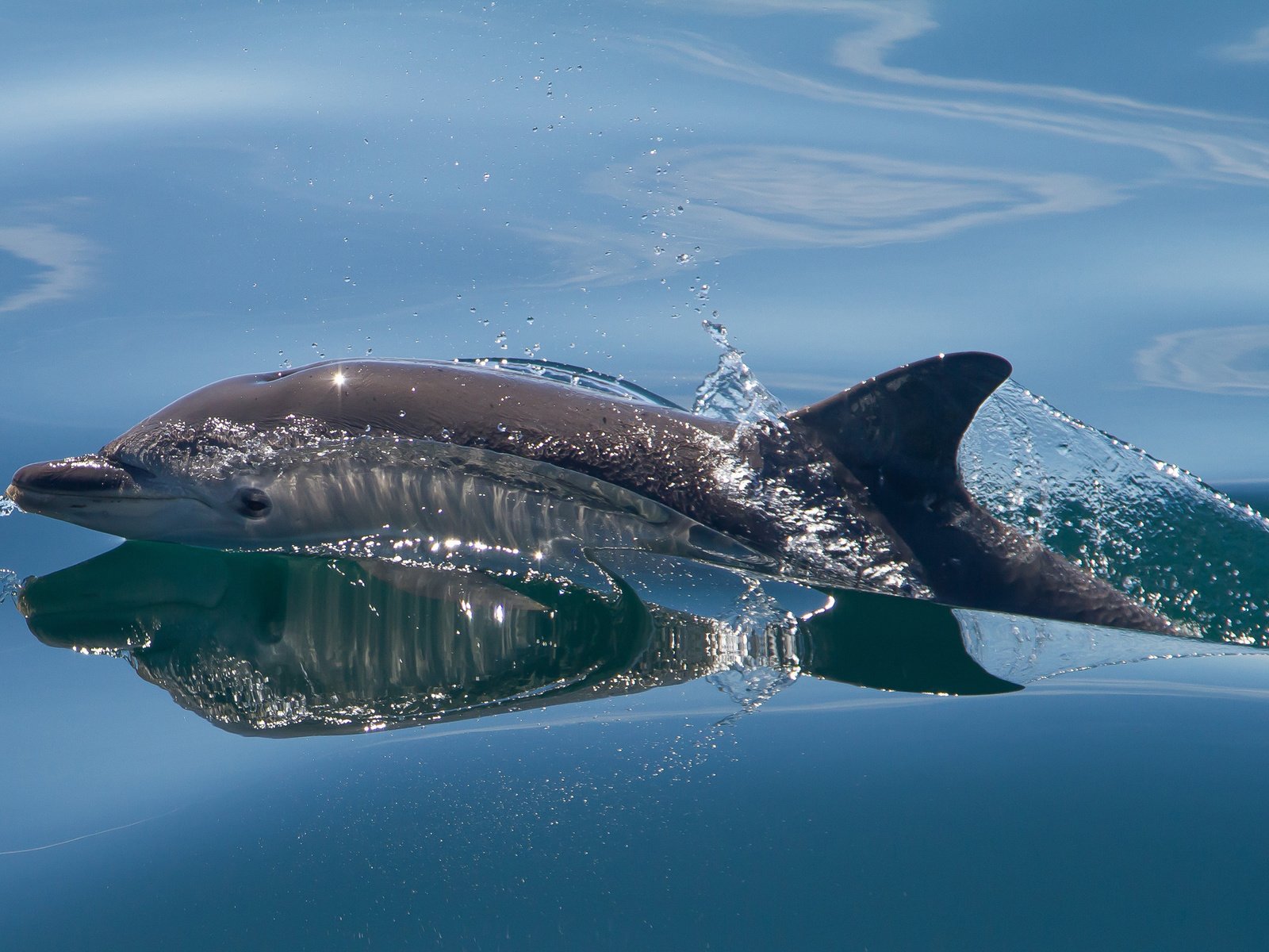 Обои вода, море, брызги, дельфин, млекопитающее, water, sea, squirt, dolphin, mammal разрешение 2560x1600 Загрузить