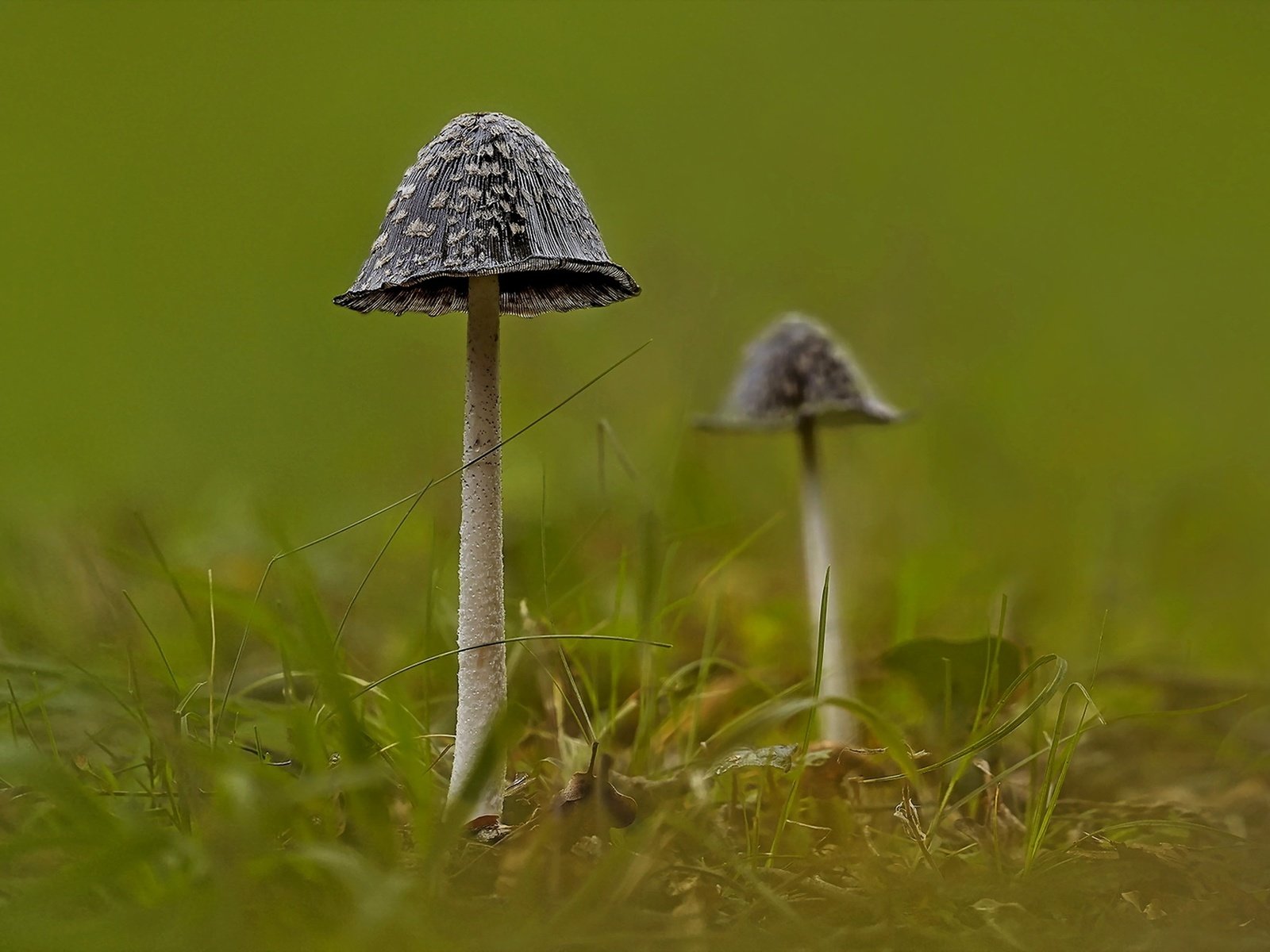 Обои природа, фон, грибы, nature, background, mushrooms разрешение 1920x1279 Загрузить