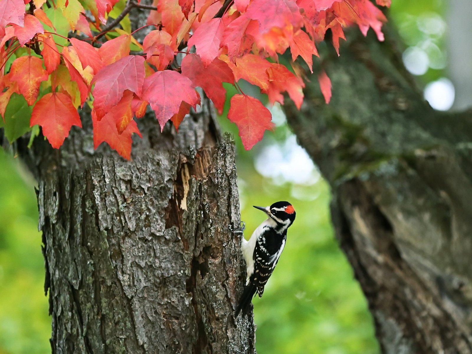 Обои дерево, осень, птица, дятел, tree, autumn, bird, woodpecker разрешение 2048x1365 Загрузить