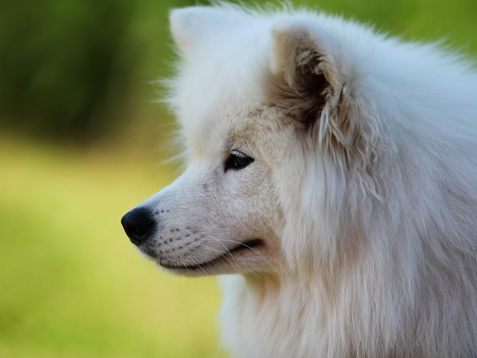 Обои собака, профиль, белая, самоед, dog, profile, white, samoyed разрешение 2030x1333 Загрузить