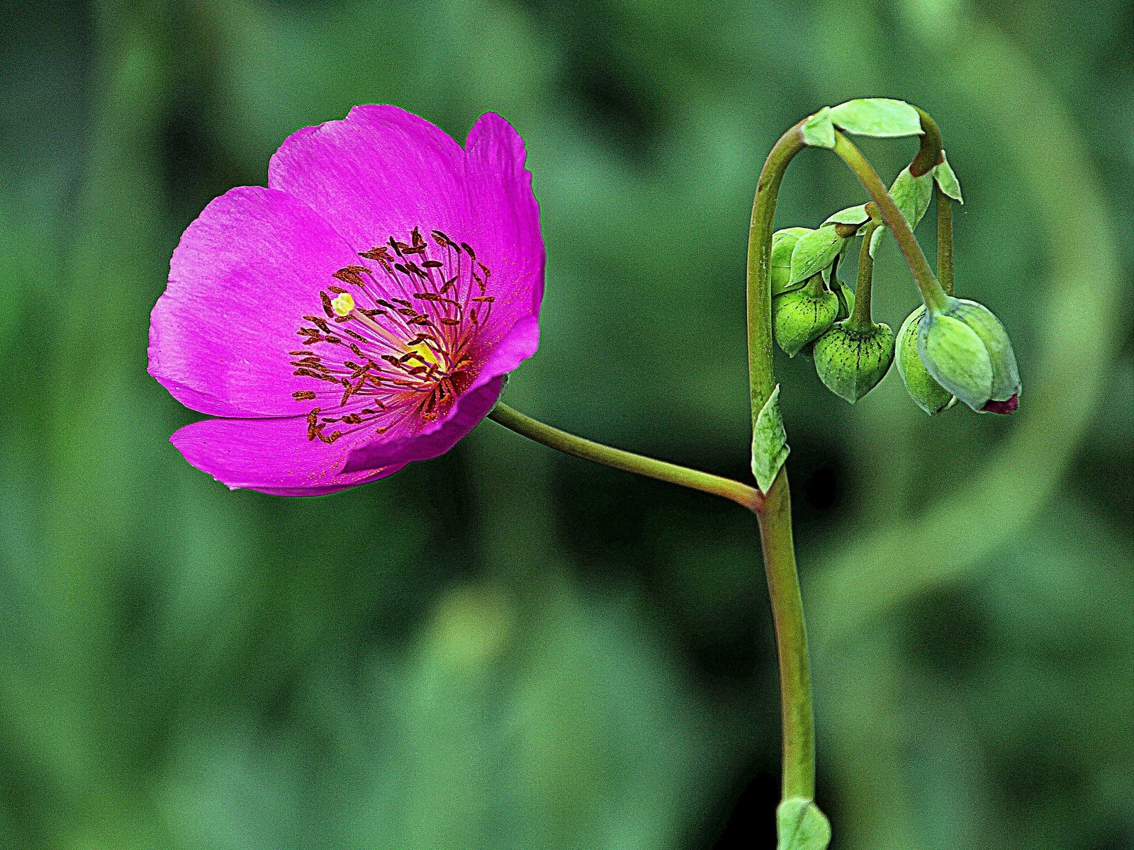 Обои бутоны, макро, цветок, лепестки, каландриния, buds, macro, flower, petals, calandrinia разрешение 2880x2233 Загрузить