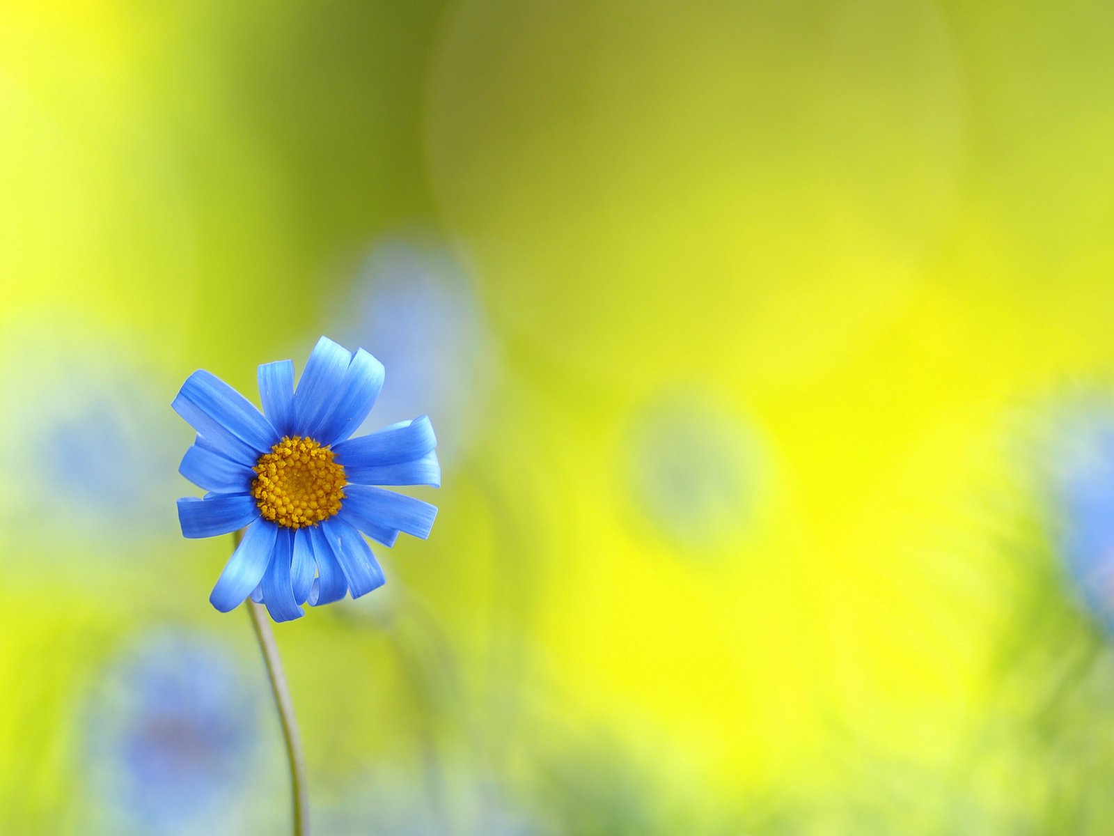 Обои природа, макро, поле, лепестки, луг, стебель, nature, macro, field, petals, meadow, stem разрешение 2048x1254 Загрузить