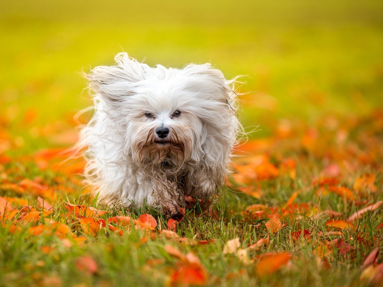 Обои листья, осень, собака, гаванский бишон, лохматая, leaves, autumn, dog, the havanese, shaggy разрешение 2048x1239 Загрузить