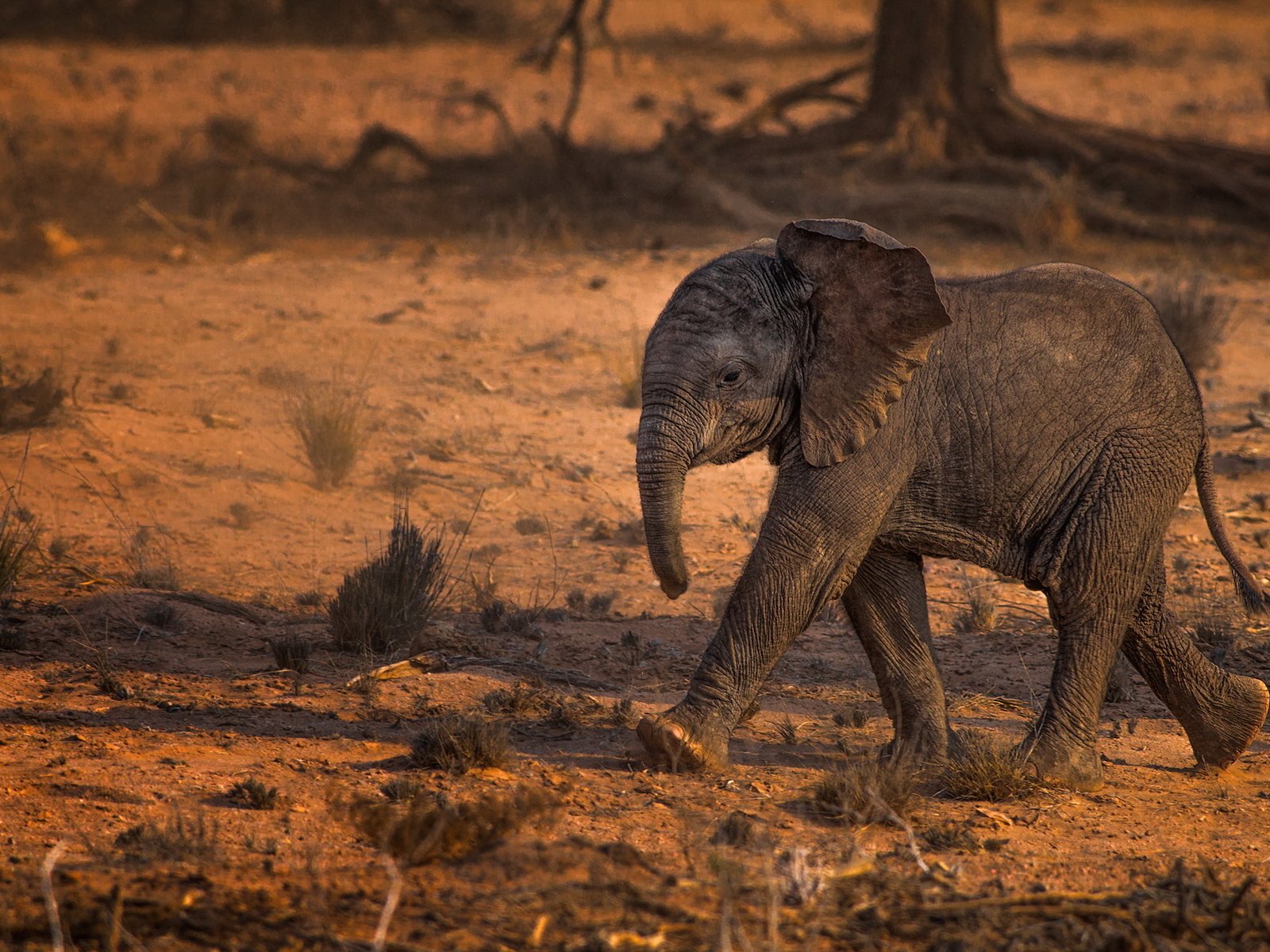 Обои природа, слон, африка, слоненок, nature, elephant, africa разрешение 1999x1290 Загрузить