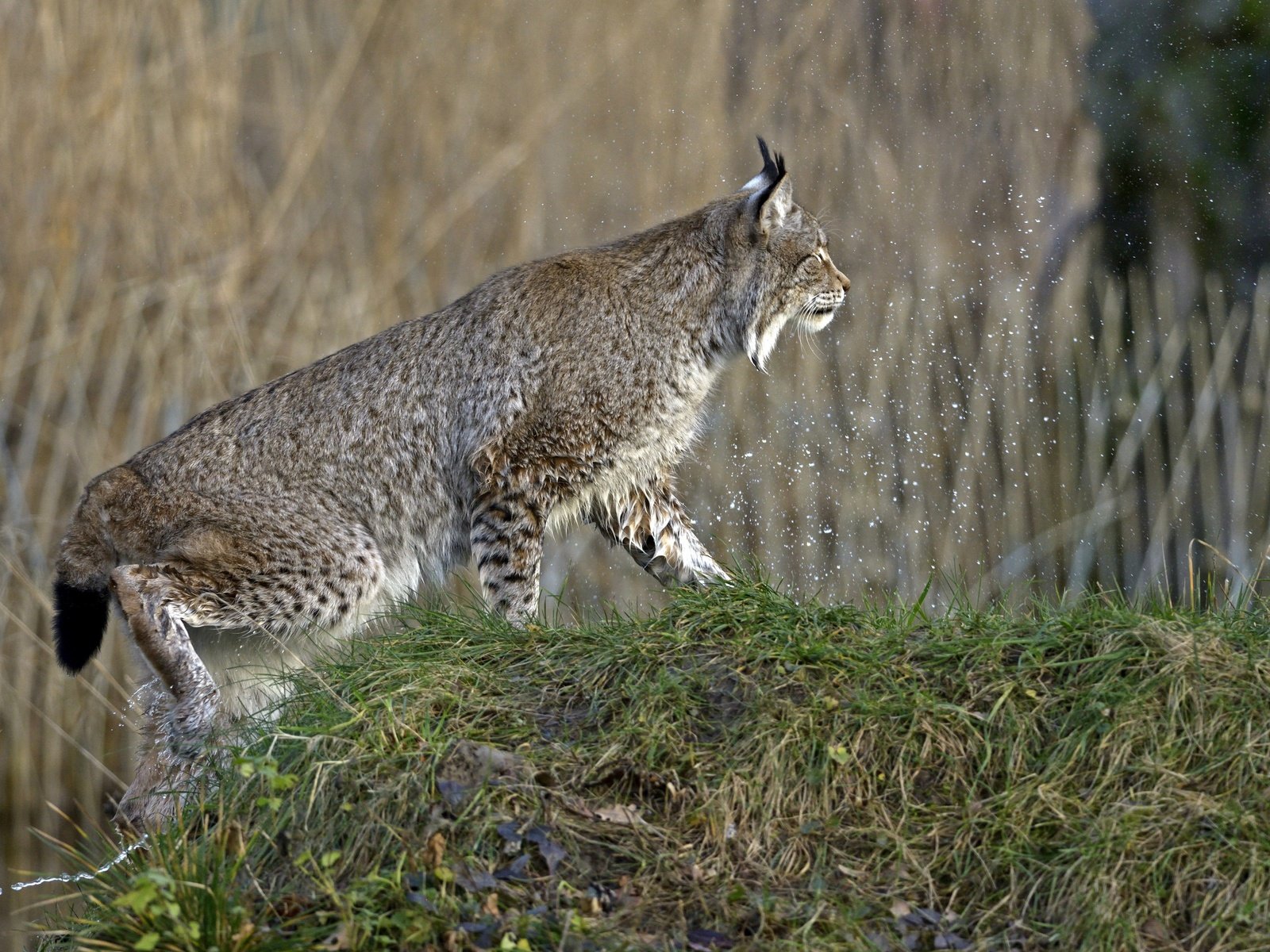 Обои трава, природа, рысь, кошка, брызги, профиль, холм, grass, nature, lynx, cat, squirt, profile, hill разрешение 2880x1922 Загрузить