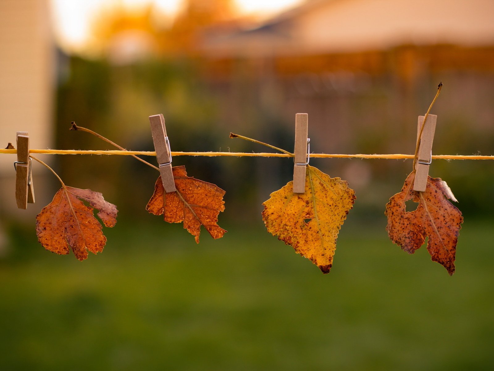 Обои природа, листья, осень, nature, leaves, autumn разрешение 2048x1365 Загрузить