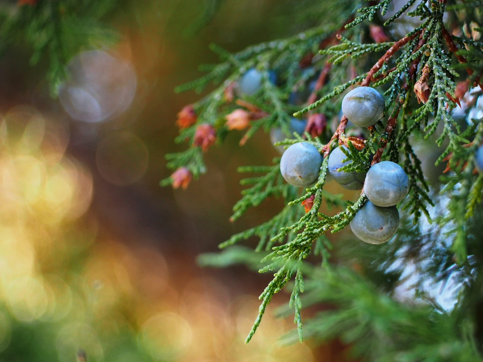 Обои природа, макро, ветки, ягоды, можжевельник, nature, macro, branches, berries, juniper разрешение 4502x2532 Загрузить