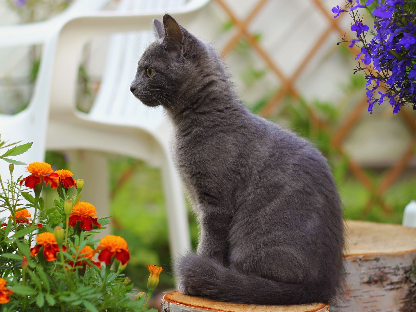 Обои цветы, кот, кошка, стул, дымчатый, пень, бархатцы, flowers, cat, chair, smoky, stump, marigolds разрешение 1920x1200 Загрузить