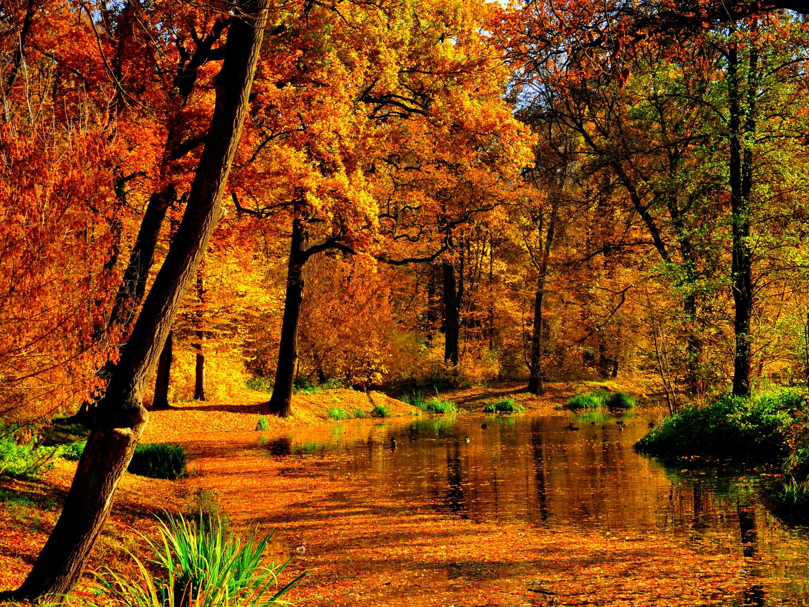 Обои деревья, лес, пейзаж, осень, пруд, trees, forest, landscape, autumn, pond разрешение 4288x2848 Загрузить