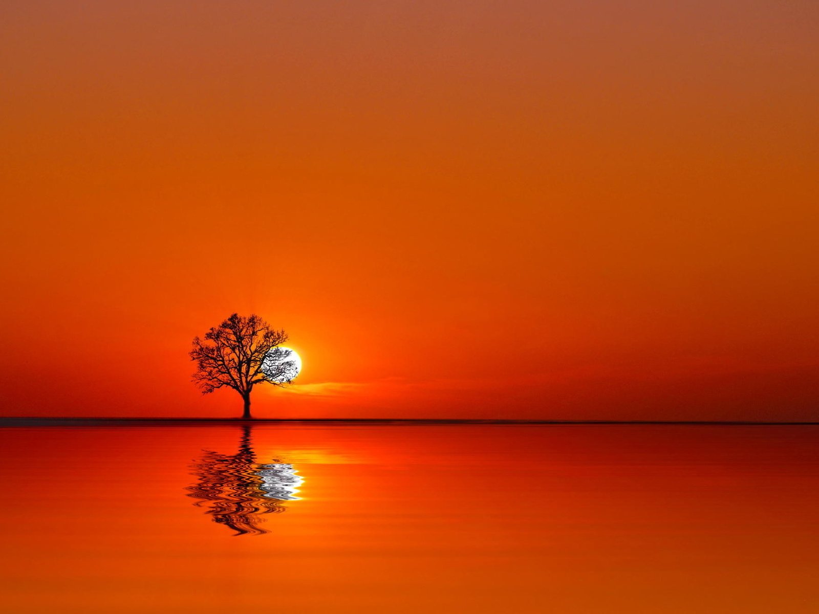 Обои вода, дерево, закат, отражение, пейзаж, оранжевое небо, water, tree, sunset, reflection, landscape, orange sky разрешение 2048x1335 Загрузить