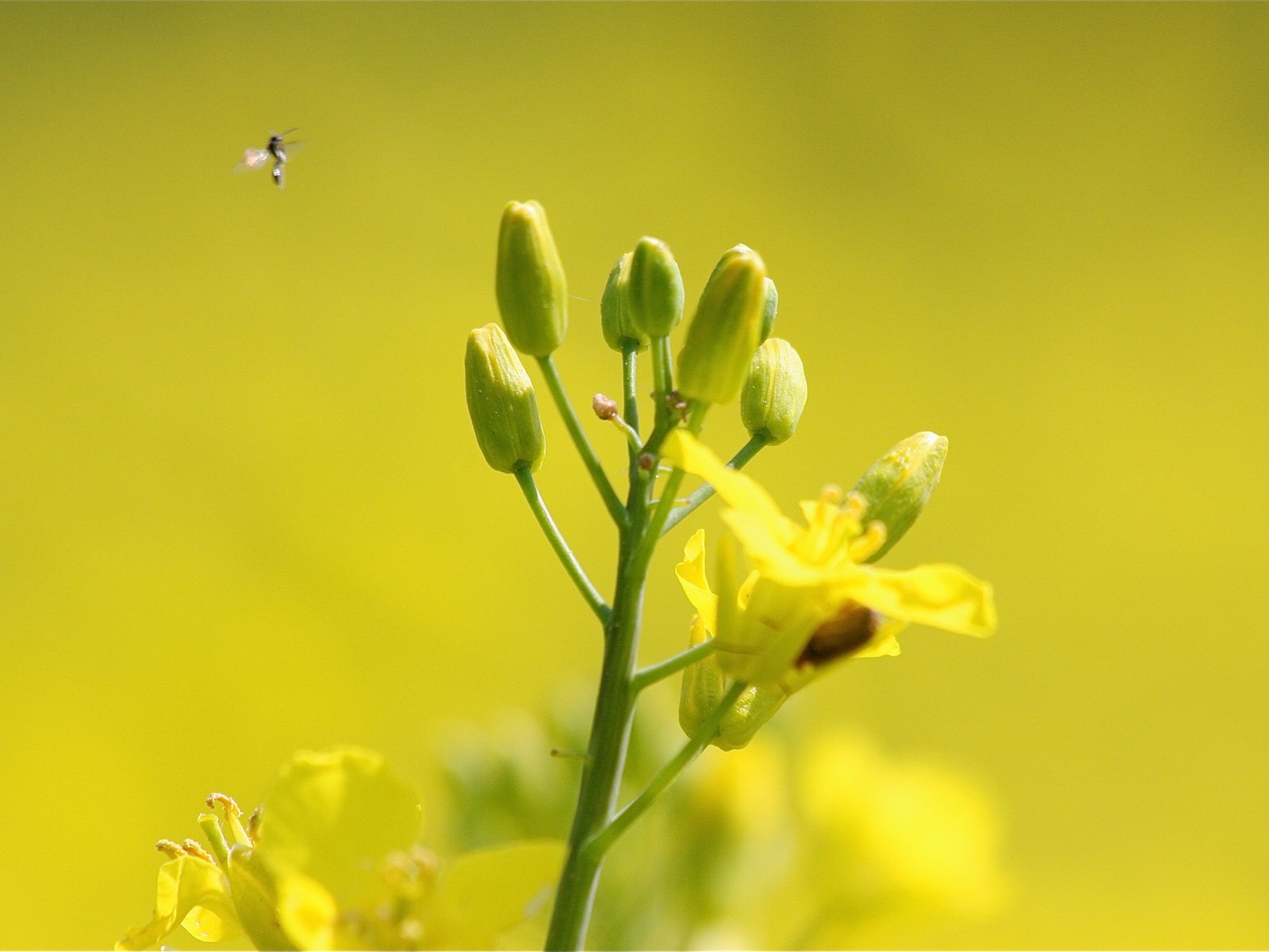 Обои цветы, насекомое, растение, рапс, flowers, insect, plant, rape разрешение 2048x1365 Загрузить