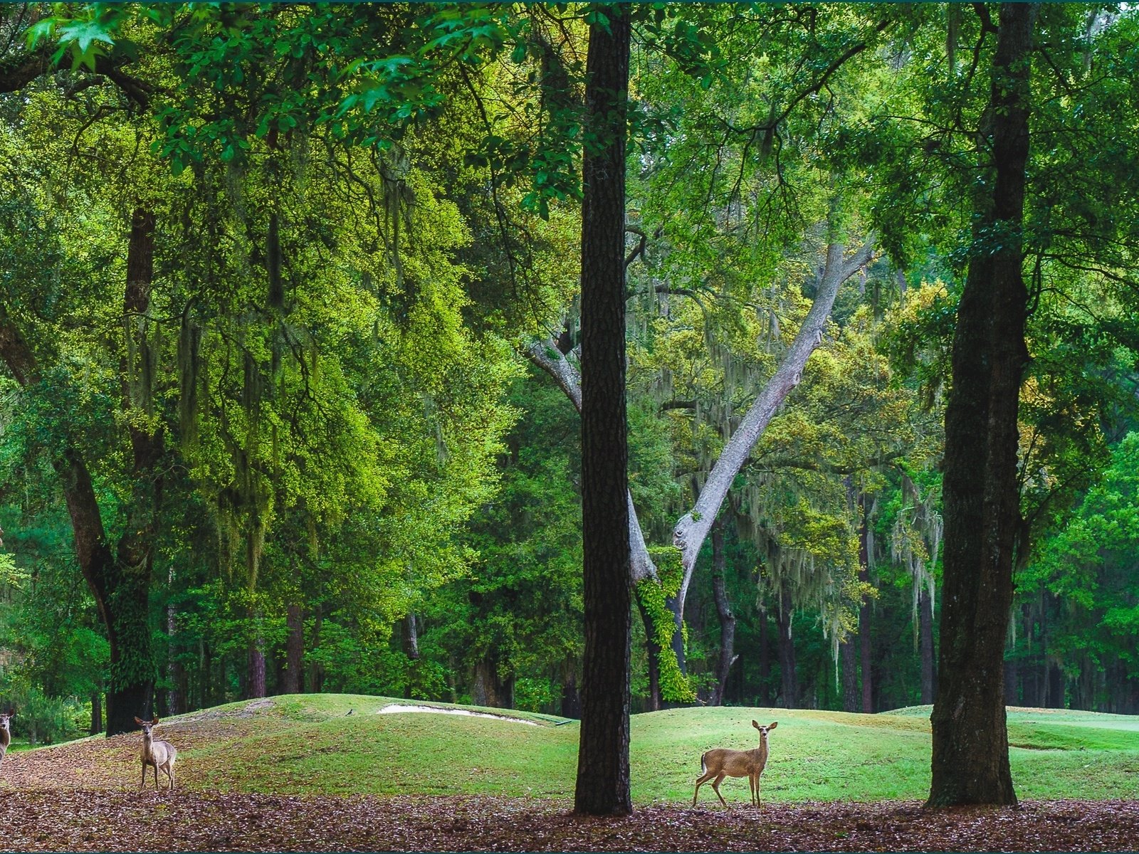 Обои деревья, холмы, пейзаж, парк, олени, trees, hills, landscape, park, deer разрешение 2724x1606 Загрузить