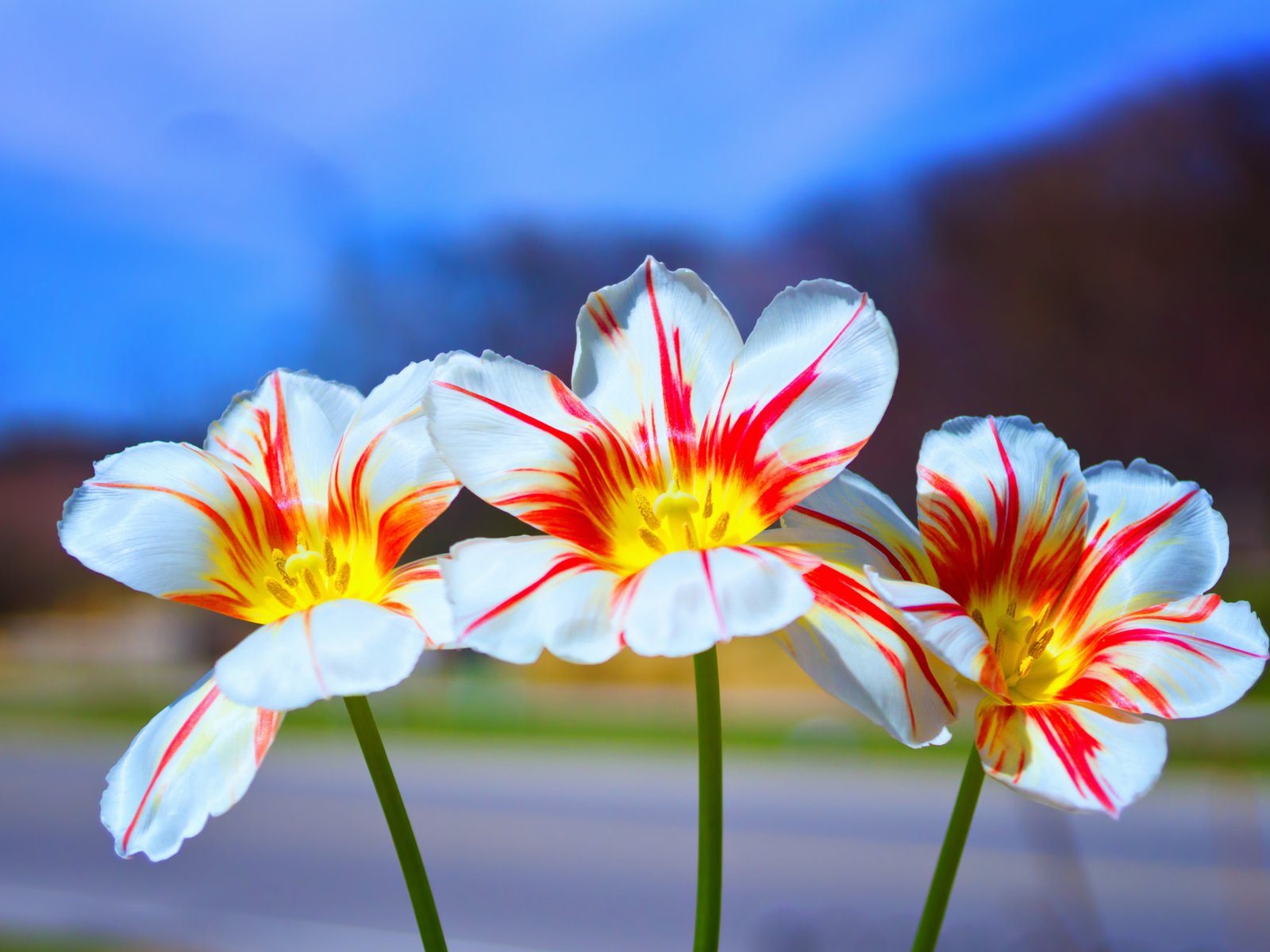 Обои цветы, природа, пейзаж, лепестки, тюльпаны, flowers, nature, landscape, petals, tulips разрешение 2048x1296 Загрузить