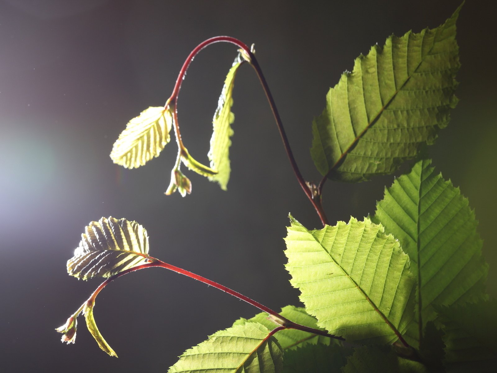 Обои свет, ветка, листья, растение, light, branch, leaves, plant разрешение 1920x1280 Загрузить