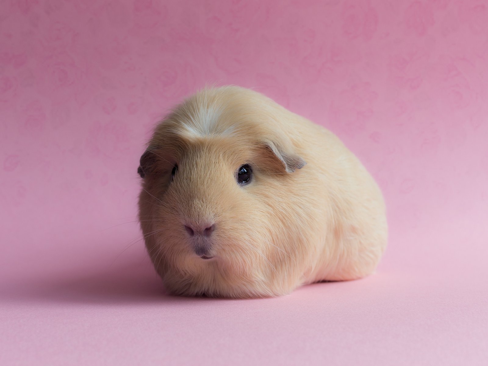 Обои фон, розовый, морская свинка, background, pink, guinea pig разрешение 3000x2000 Загрузить