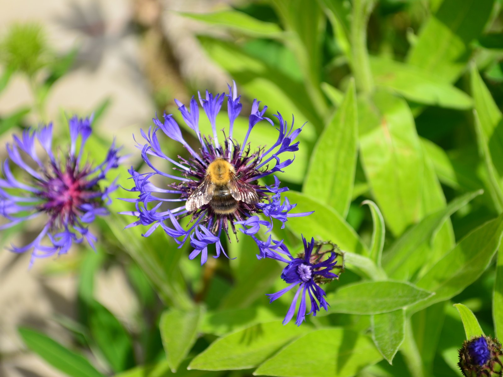 Обои цветы, трава, природа, насекомое, лето, пчела, васильки, дача, flowers, grass, nature, insect, summer, bee, cornflowers, cottage разрешение 4928x3264 Загрузить