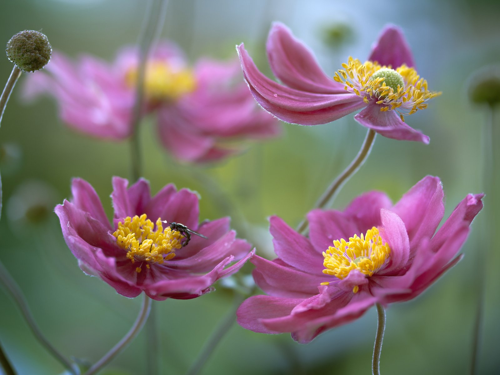 Обои цветы, природа, фон, ветреница, flowers, nature, background, anemone разрешение 2048x1365 Загрузить