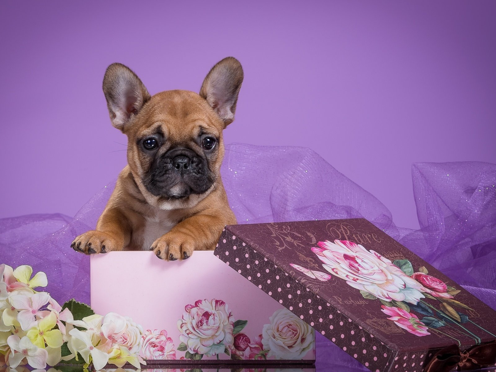 Обои цветы, собака, щенок, коробка, вуаль, французский бульдог, flowers, dog, puppy, box, veil, french bulldog разрешение 3300x2093 Загрузить