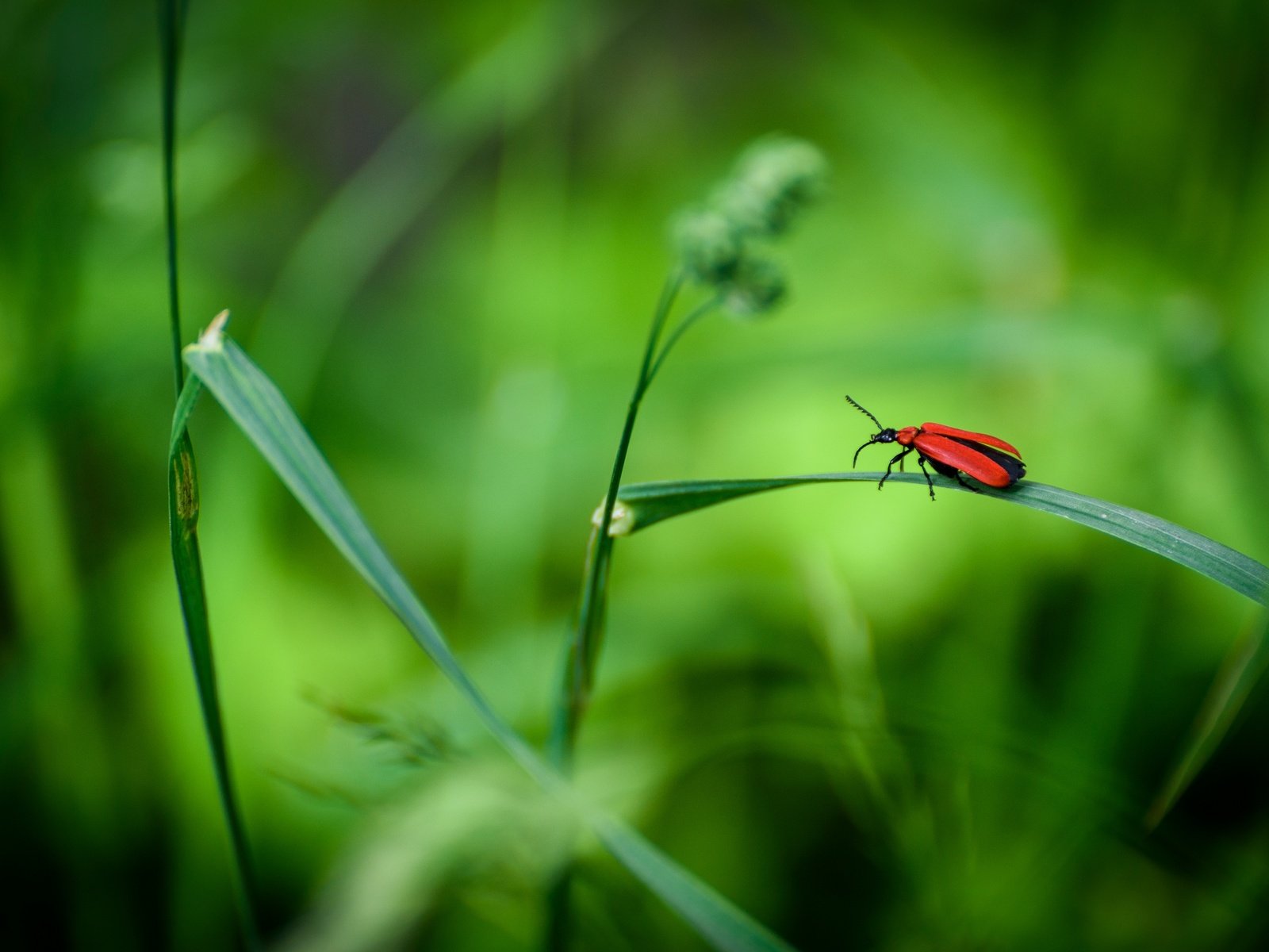 Обои трава, жук, макро, насекомое, grass, beetle, macro, insect разрешение 2880x1923 Загрузить