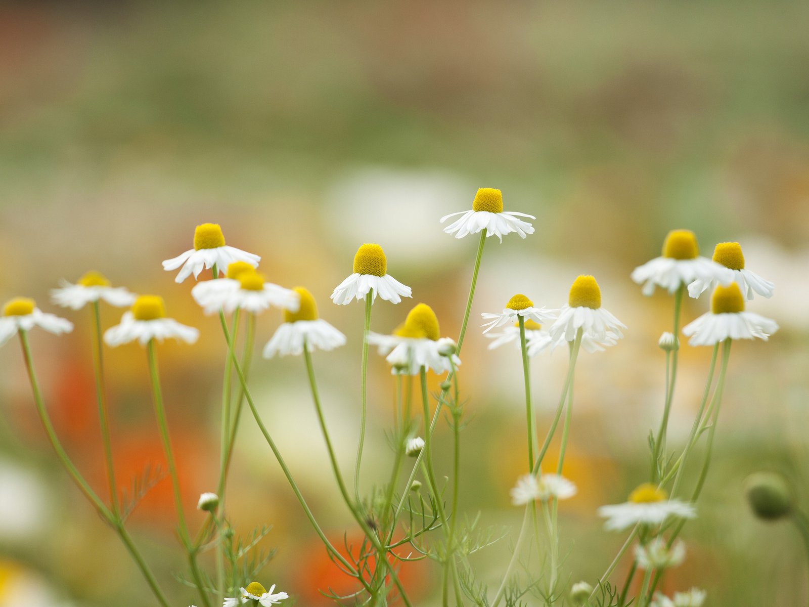 Обои цветы, лепестки, луг, ромашки, flowers, petals, meadow, chamomile разрешение 2048x1326 Загрузить