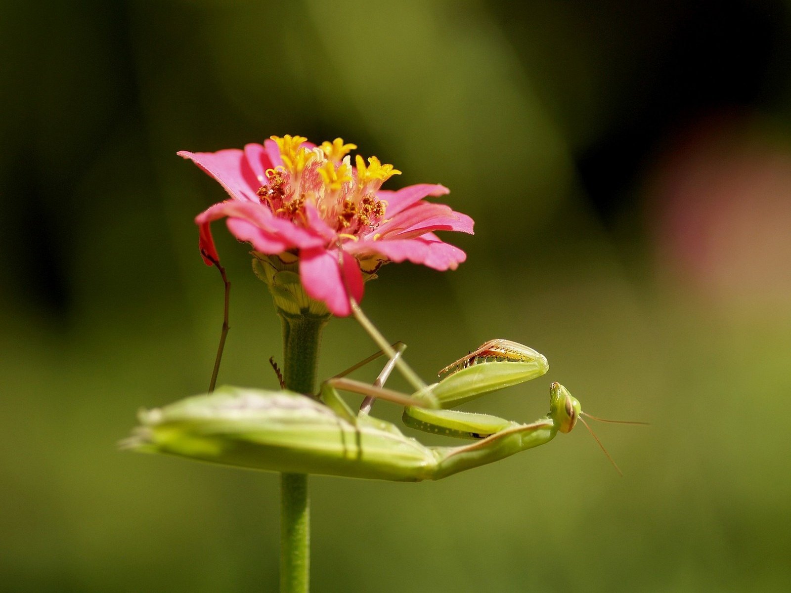Обои насекомое, цветок, богомол, insect, flower, mantis разрешение 1920x1440 Загрузить