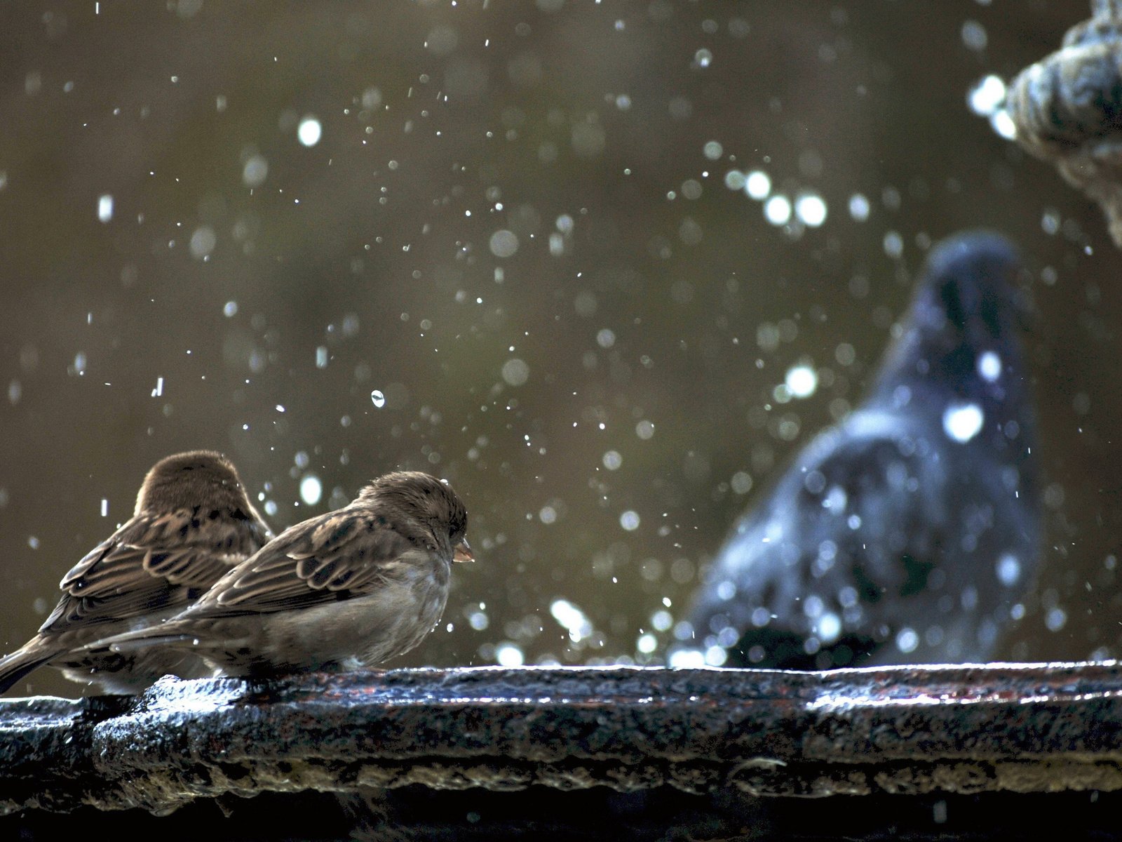 Обои снег, птицы, воробьи, snow, birds, sparrows разрешение 2880x1800 Загрузить