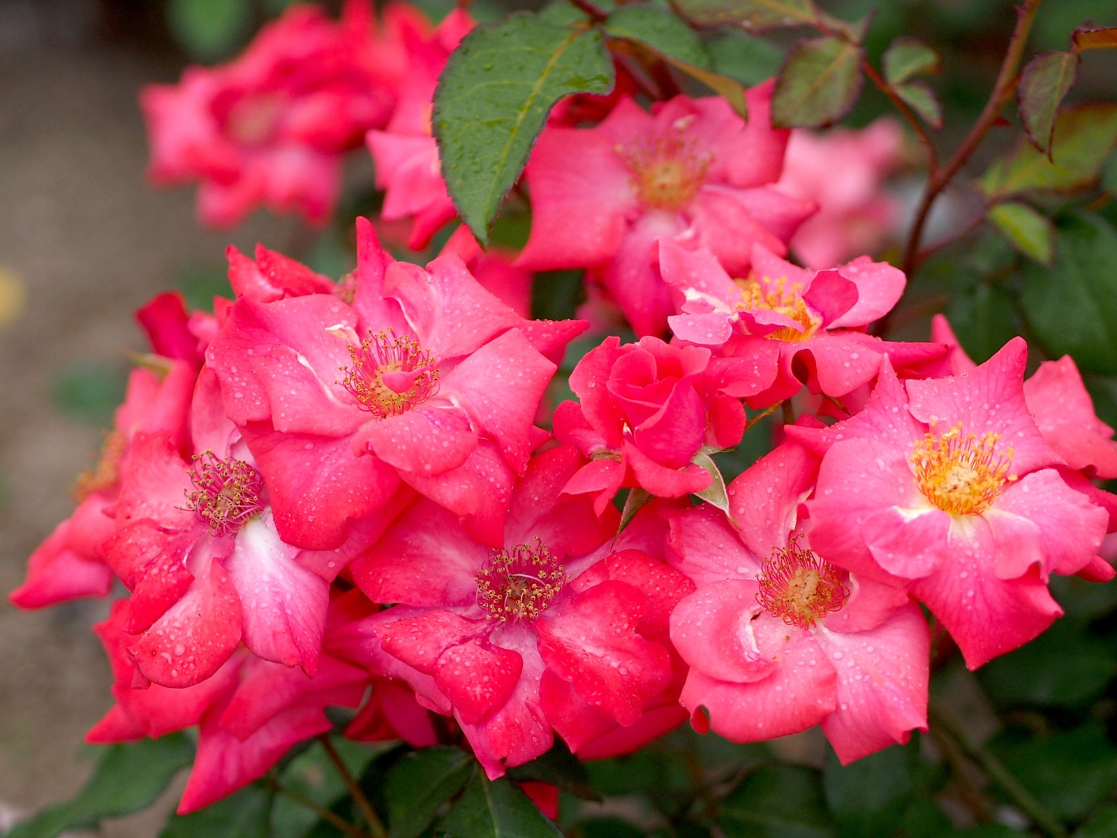 Обои цветы, розы, розовый, куст, flowers, roses, pink, bush разрешение 2048x1536 Загрузить