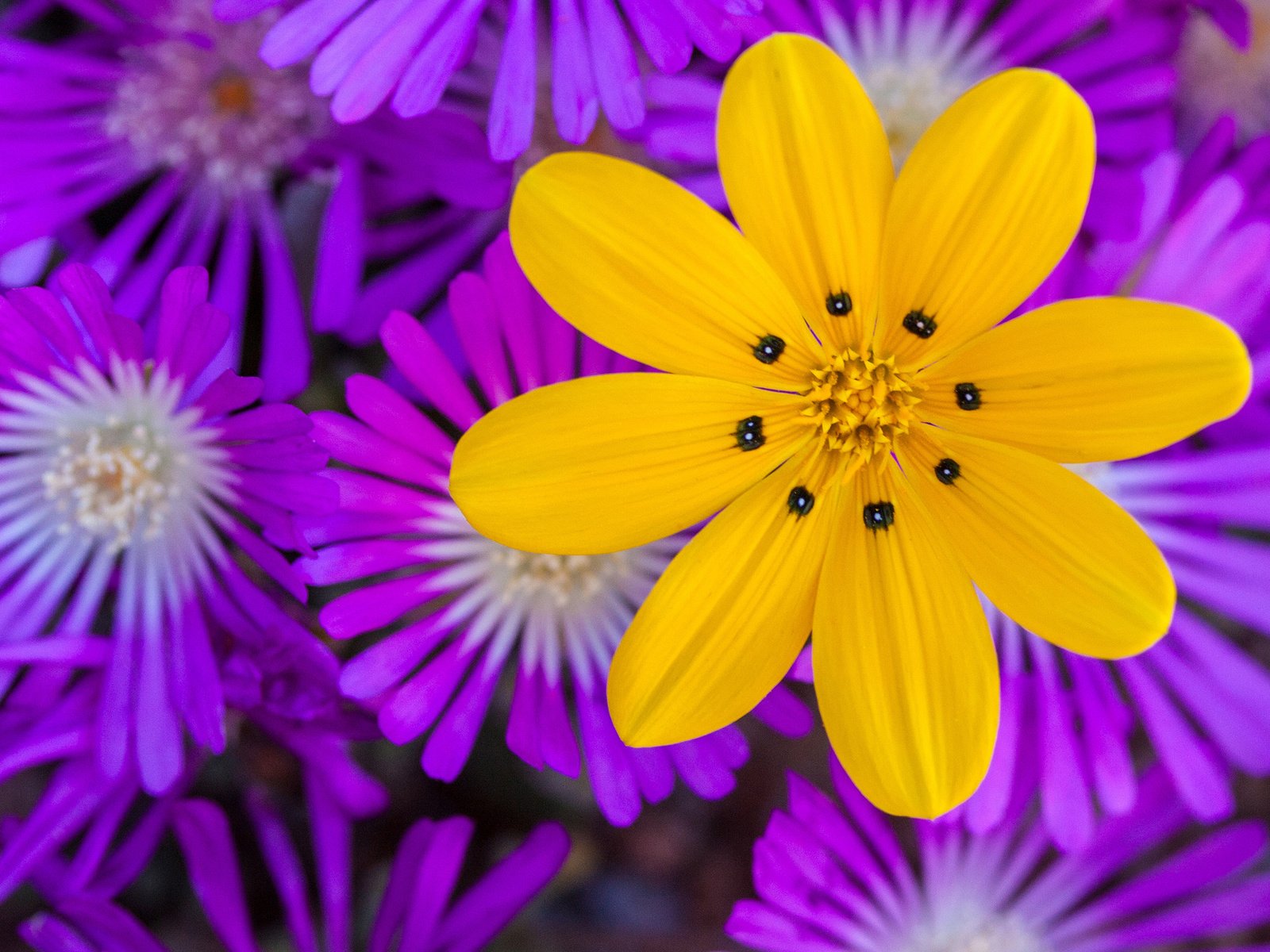 Обои цветы, природа, макро, лепестки, flowers, nature, macro, petals разрешение 2048x1281 Загрузить