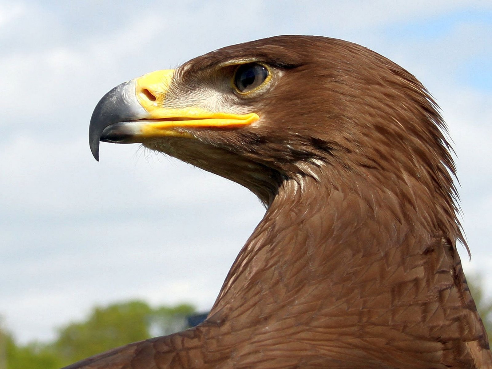 Обои орел, птица, клюв, перья, eagle, bird, beak, feathers разрешение 2048x1260 Загрузить
