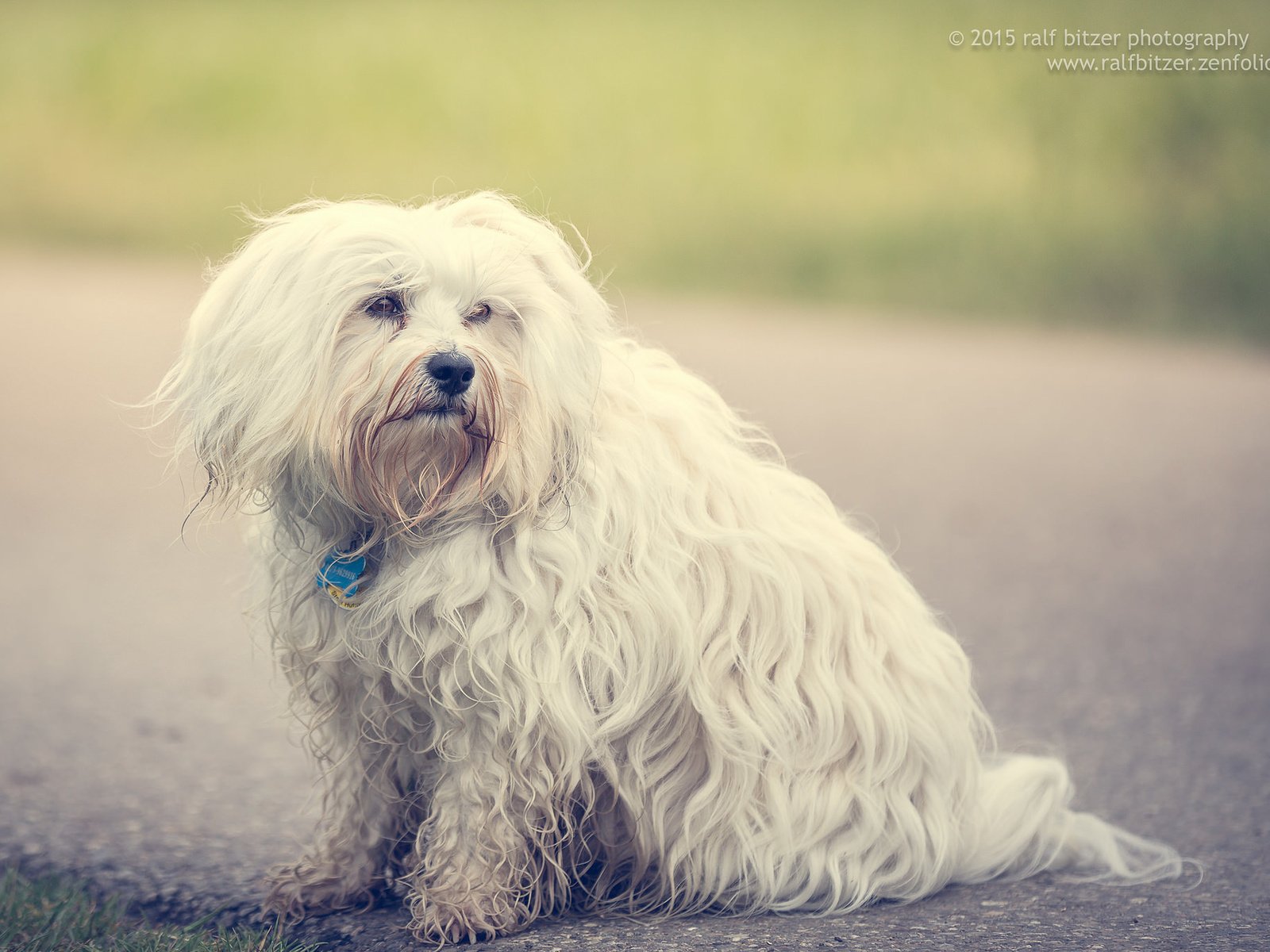 Обои собака, гаванский бишон, бишон, ralf bitzer, dog, the havanese, bichon разрешение 2048x1365 Загрузить