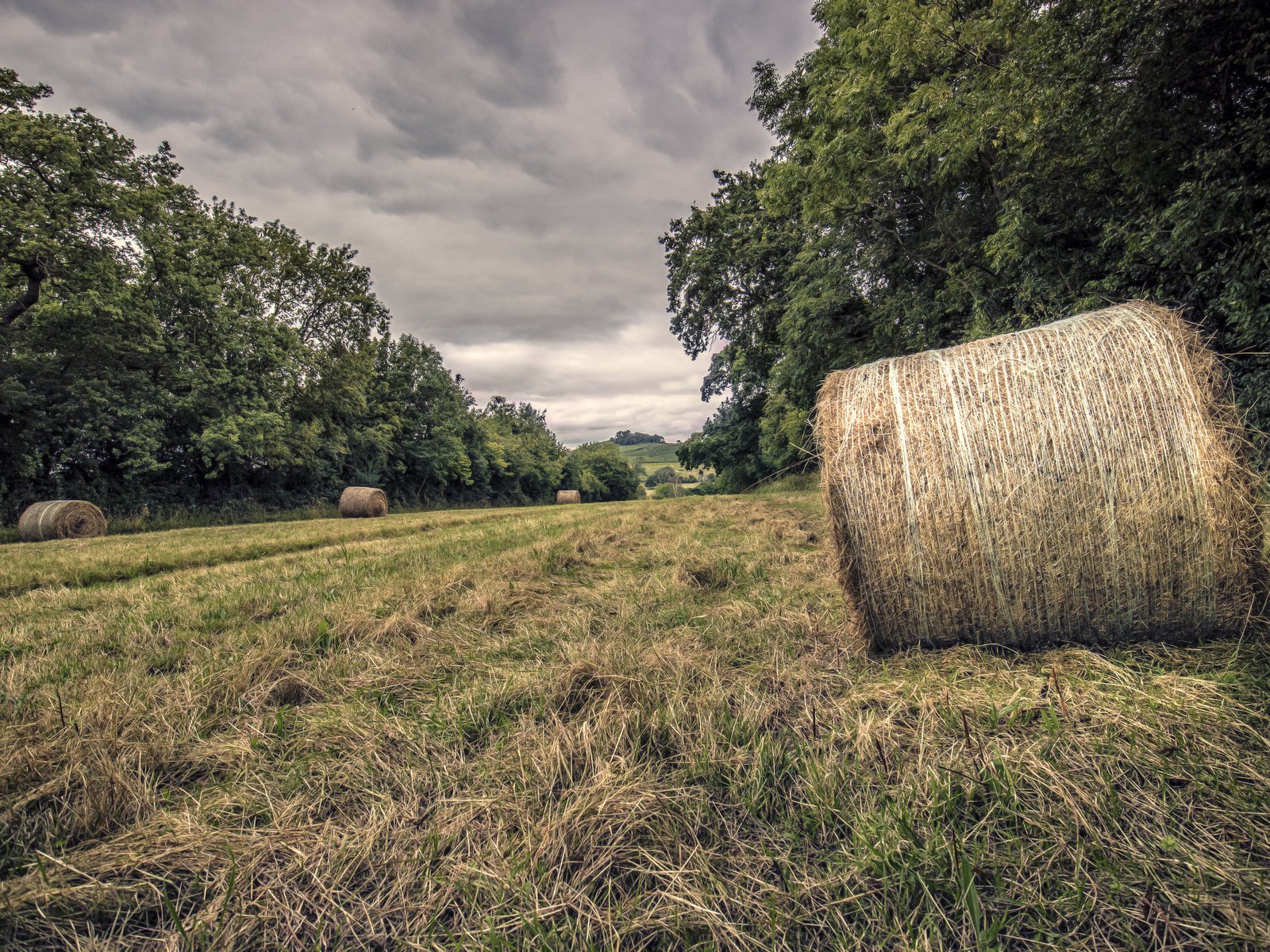 Обои трава, деревья, природа, сено, grass, trees, nature, hay разрешение 2048x1365 Загрузить