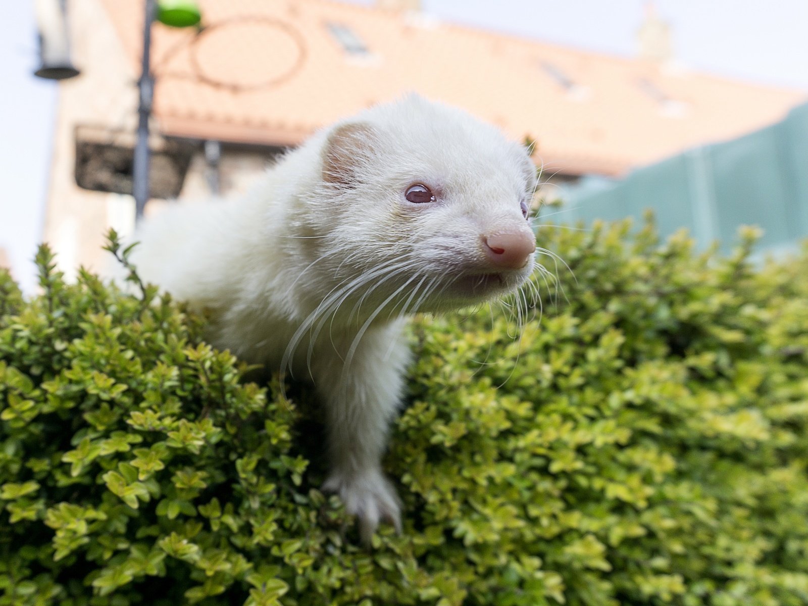 Обои фон, мордочка, белый, хорек, background, muzzle, white, ferret разрешение 2880x1976 Загрузить