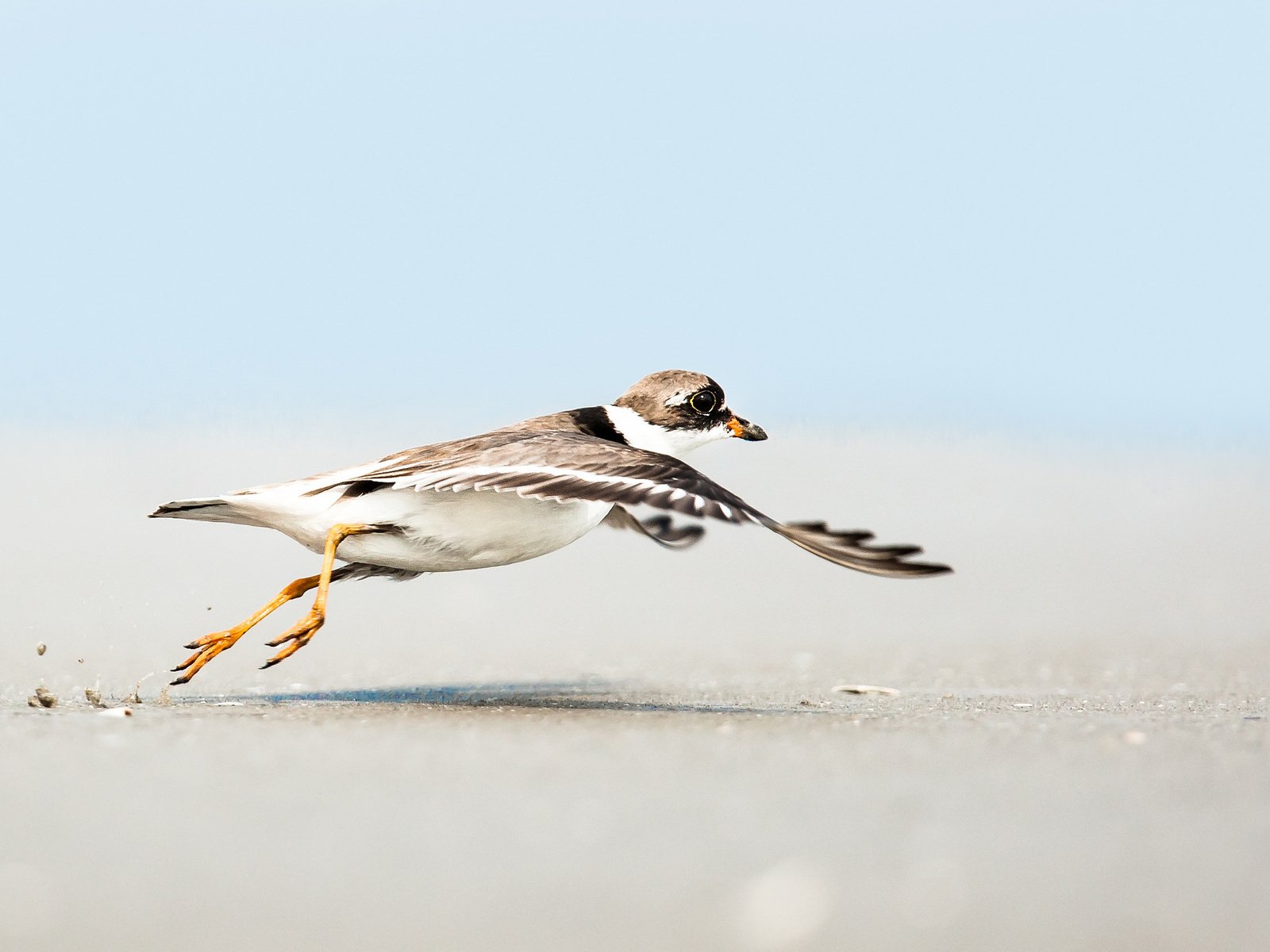 Обои небо, полет, песок, пляж, крылья, чайка, птица, the sky, flight, sand, beach, wings, seagull, bird разрешение 2048x1365 Загрузить