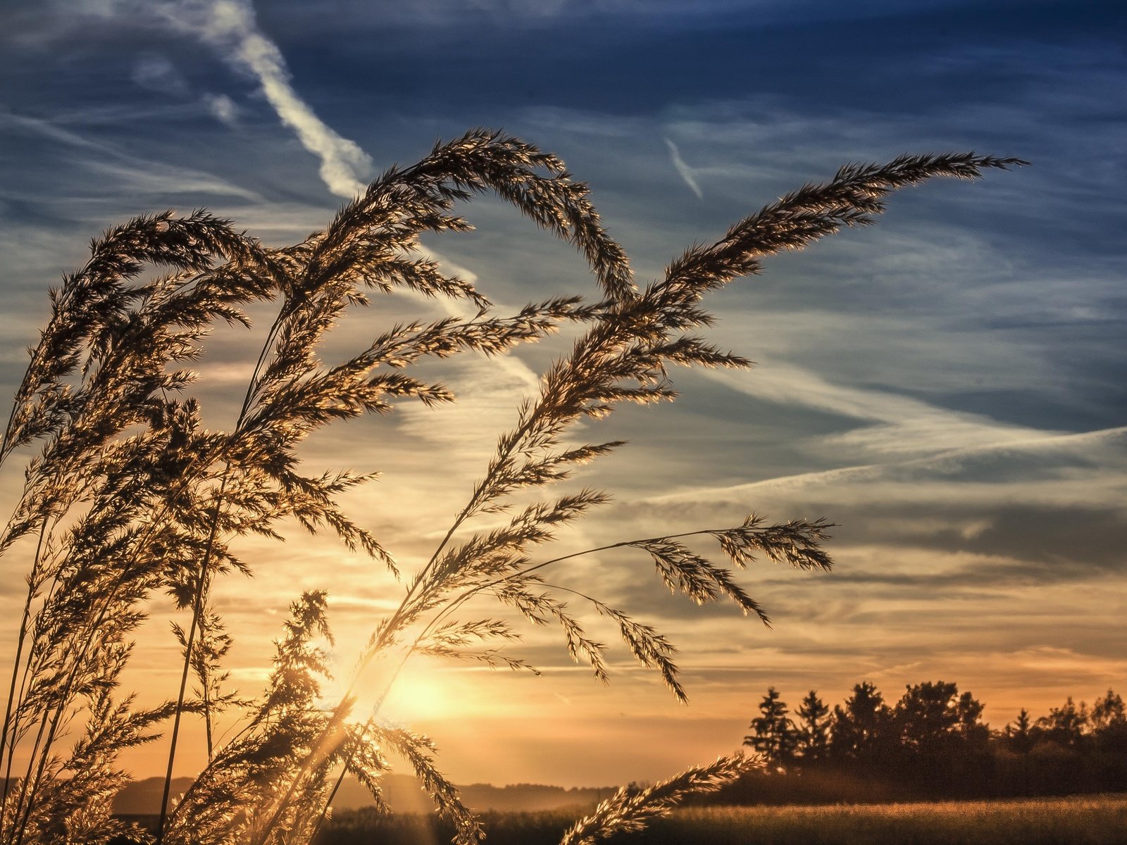 Обои небо, трава, облака, природа, закат, горизонт, колоски, the sky, grass, clouds, nature, sunset, horizon, spikelets разрешение 3888x2592 Загрузить