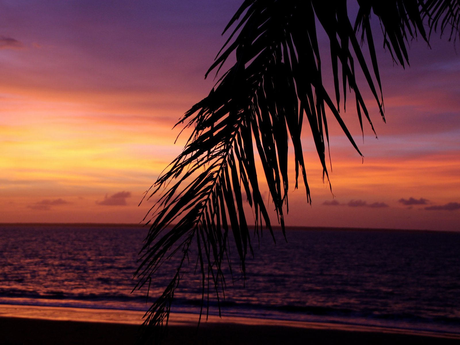 Обои небо, вечер, море, пальмы, тропики, the sky, the evening, sea, palm trees, tropics разрешение 2048x1365 Загрузить