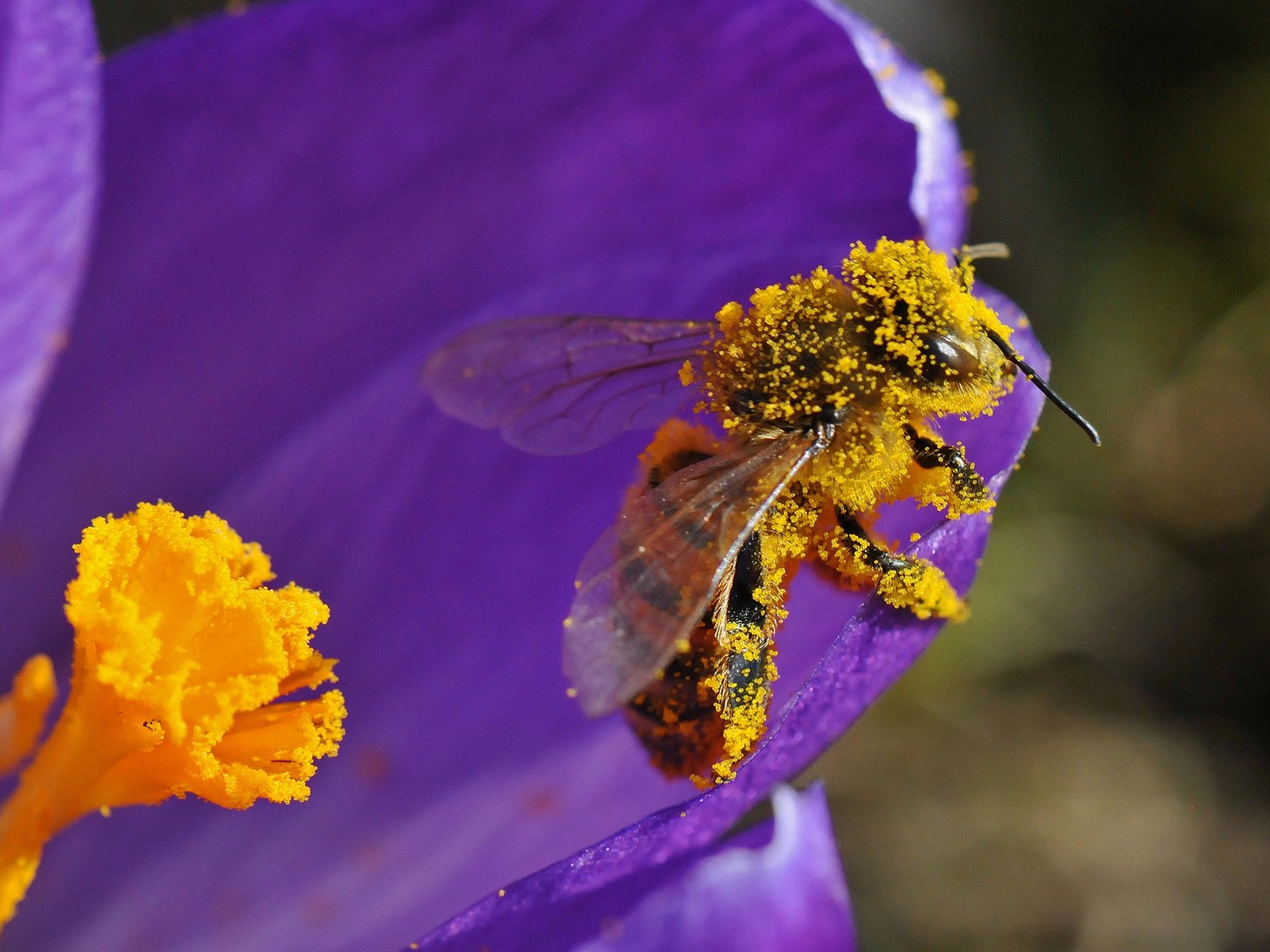 Обои насекомое, цветок, лепестки, пчела, пыльца, insect, flower, petals, bee, pollen разрешение 2000x1327 Загрузить