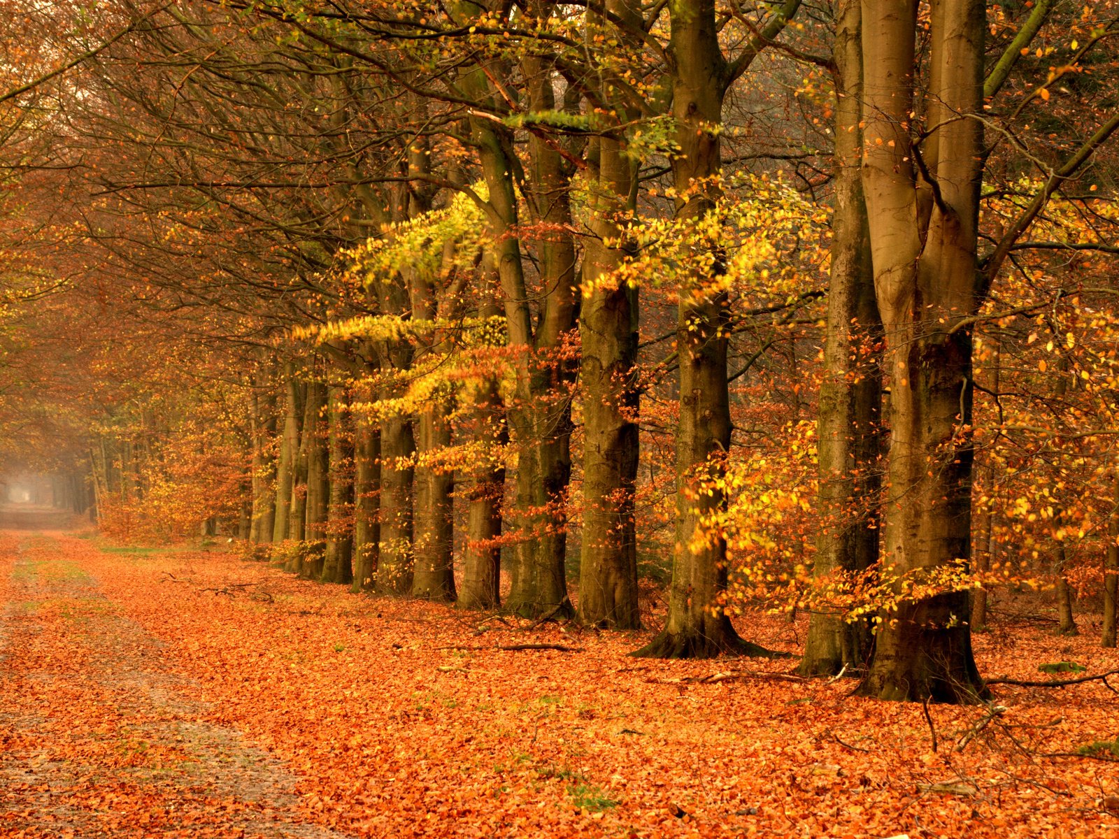 Обои дорога, деревья, пейзаж, осень, road, trees, landscape, autumn разрешение 3900x2613 Загрузить