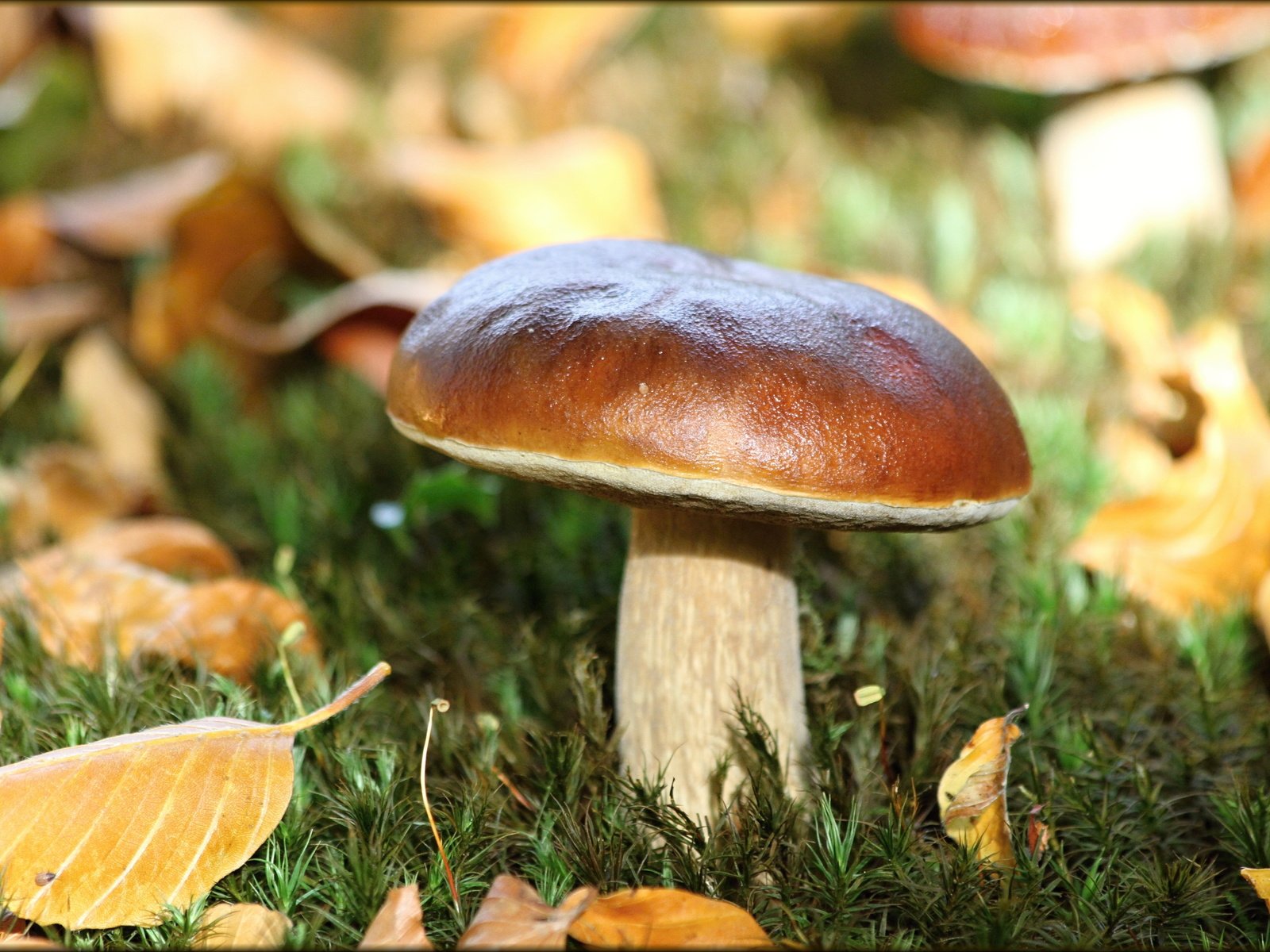 Обои листья, макро, осень, белый, гриб, leaves, macro, autumn, white, mushroom разрешение 5184x3456 Загрузить