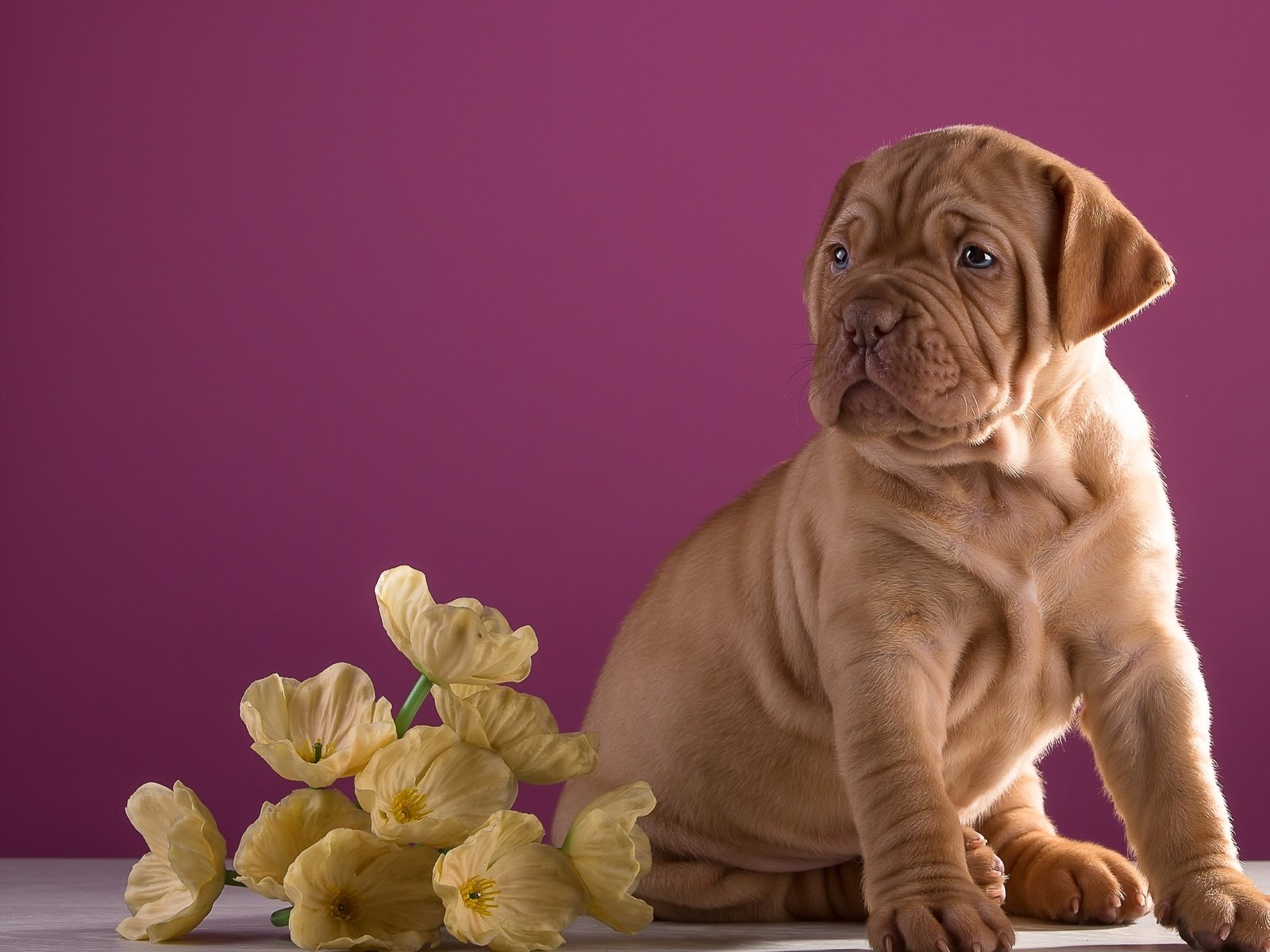 Обои цветы, щенок, бордоский дог, flowers, puppy, dogue de bordeaux разрешение 3200x1995 Загрузить