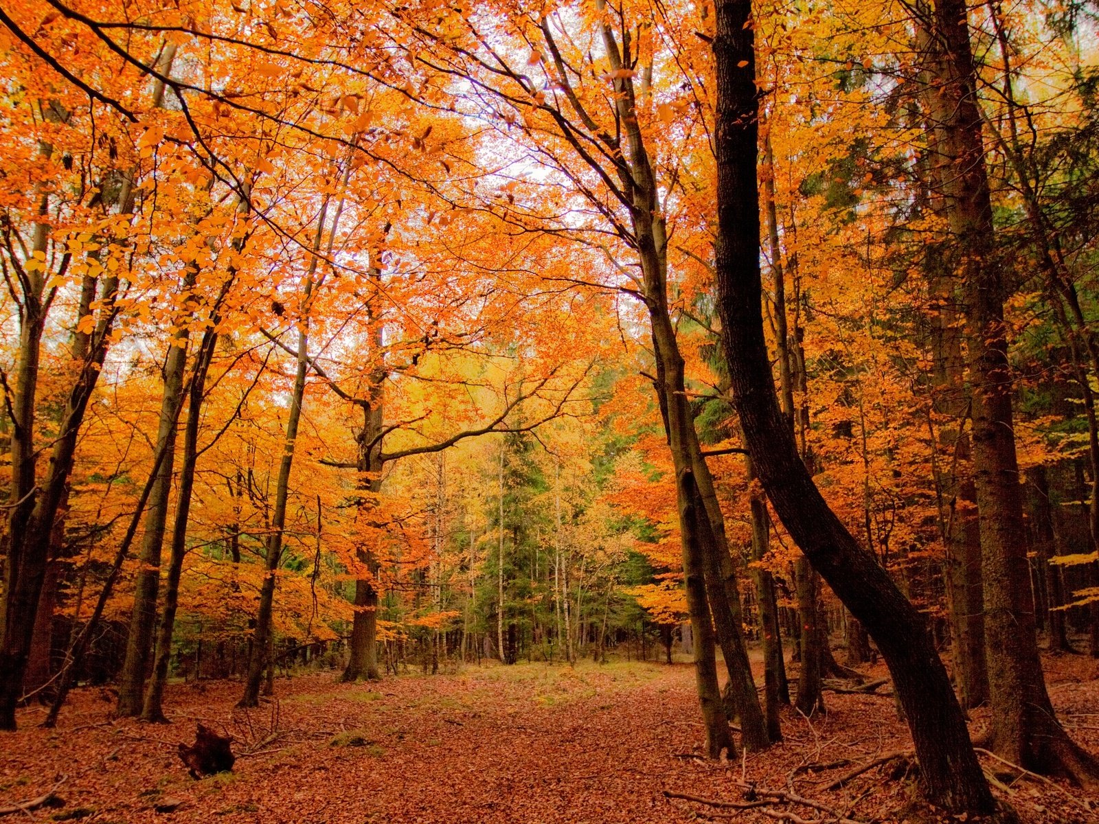 Обои деревья, природа, лес, осень, trees, nature, forest, autumn разрешение 2880x1920 Загрузить