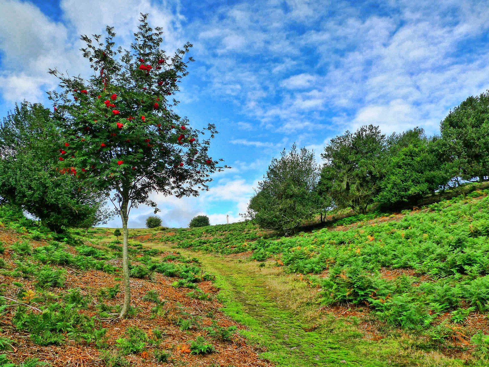 Обои небо, деревья, пейзаж, склон, тропинка, рябина, the sky, trees, landscape, slope, path, rowan разрешение 2880x1620 Загрузить