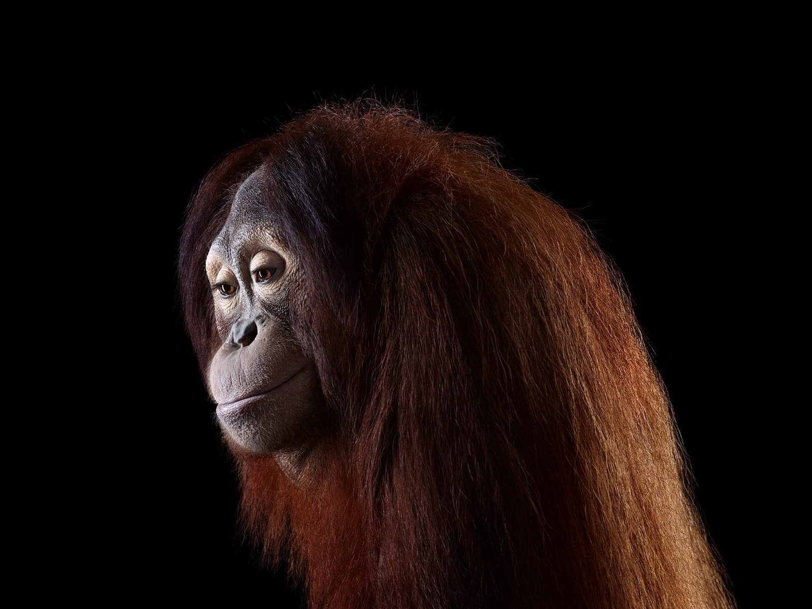 Обои фон, обезьяна, орангутанг, орангутан, брэд уилсон, background, monkey, orangutan, brad wilson разрешение 1920x1288 Загрузить