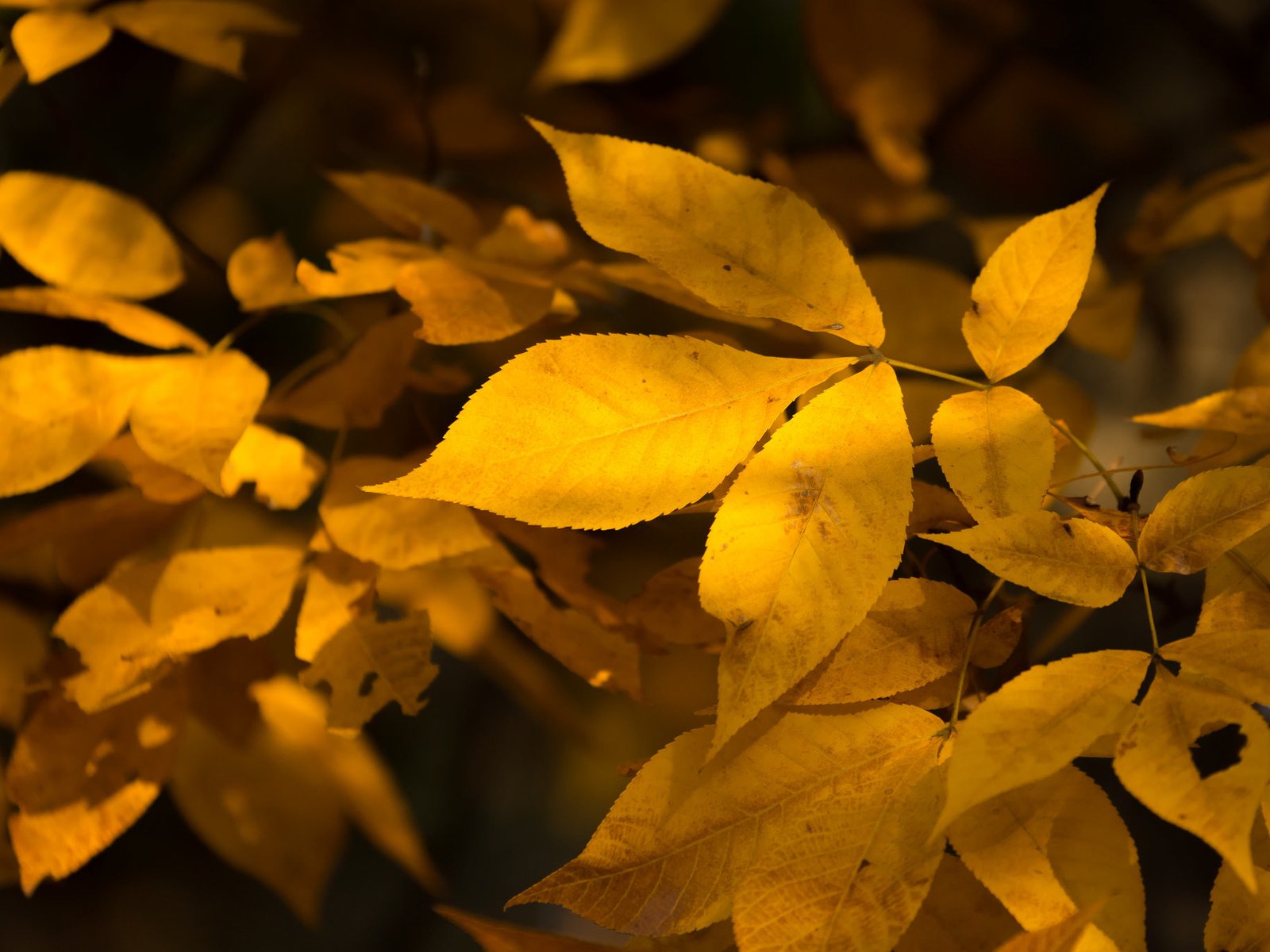 Обои природа, листья, осень, nature, leaves, autumn разрешение 2048x1365 Загрузить